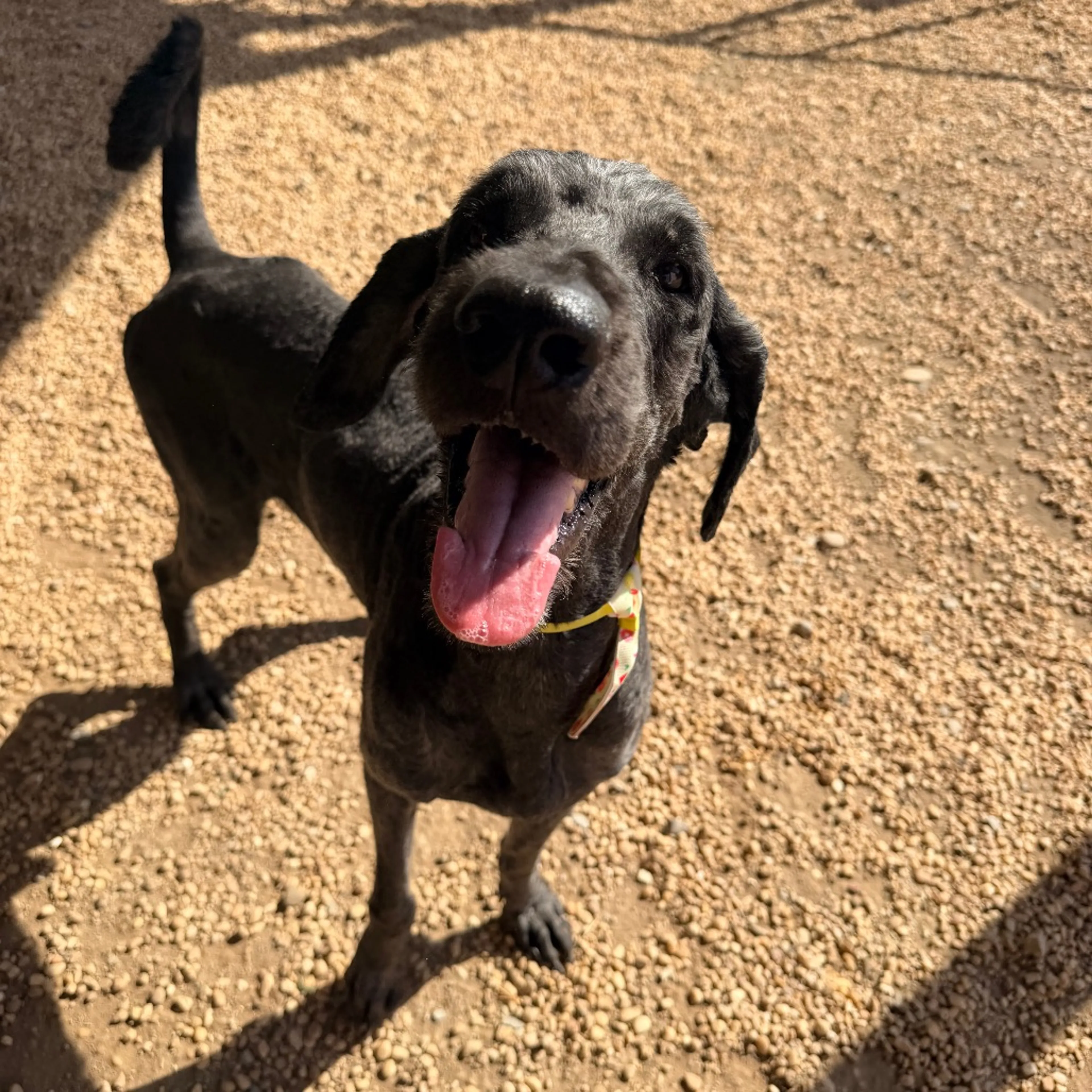 Found pet-2