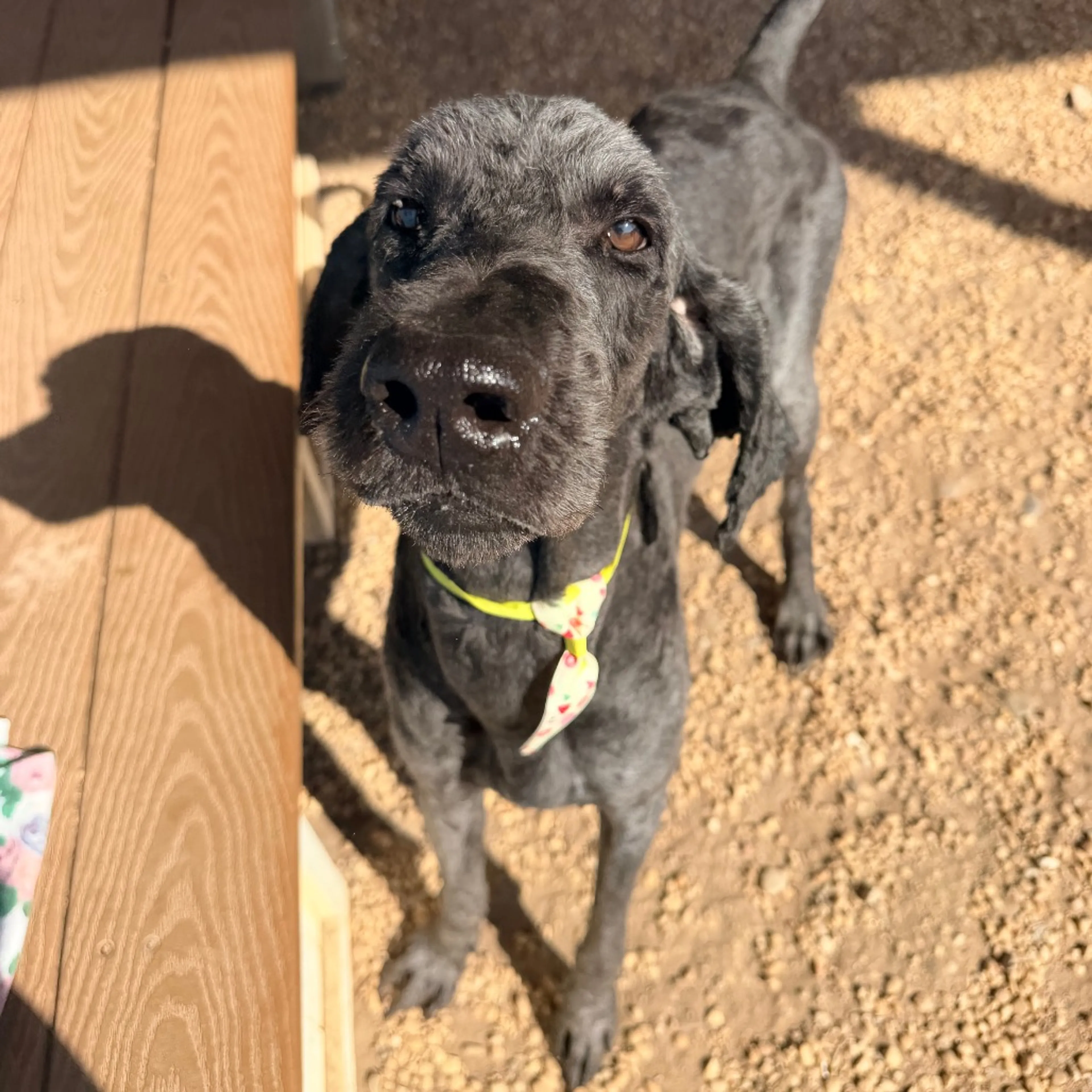 Found pet-1