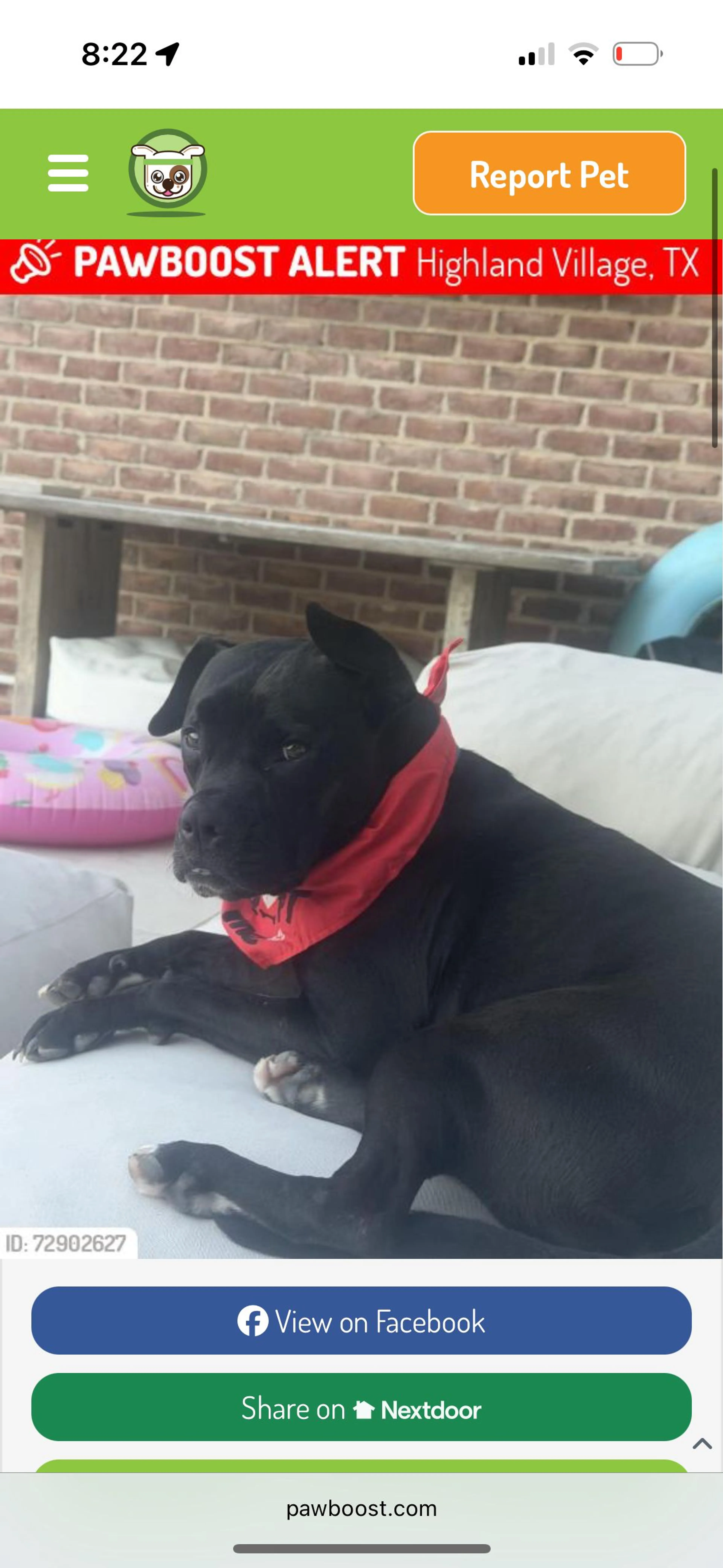 Lost pet