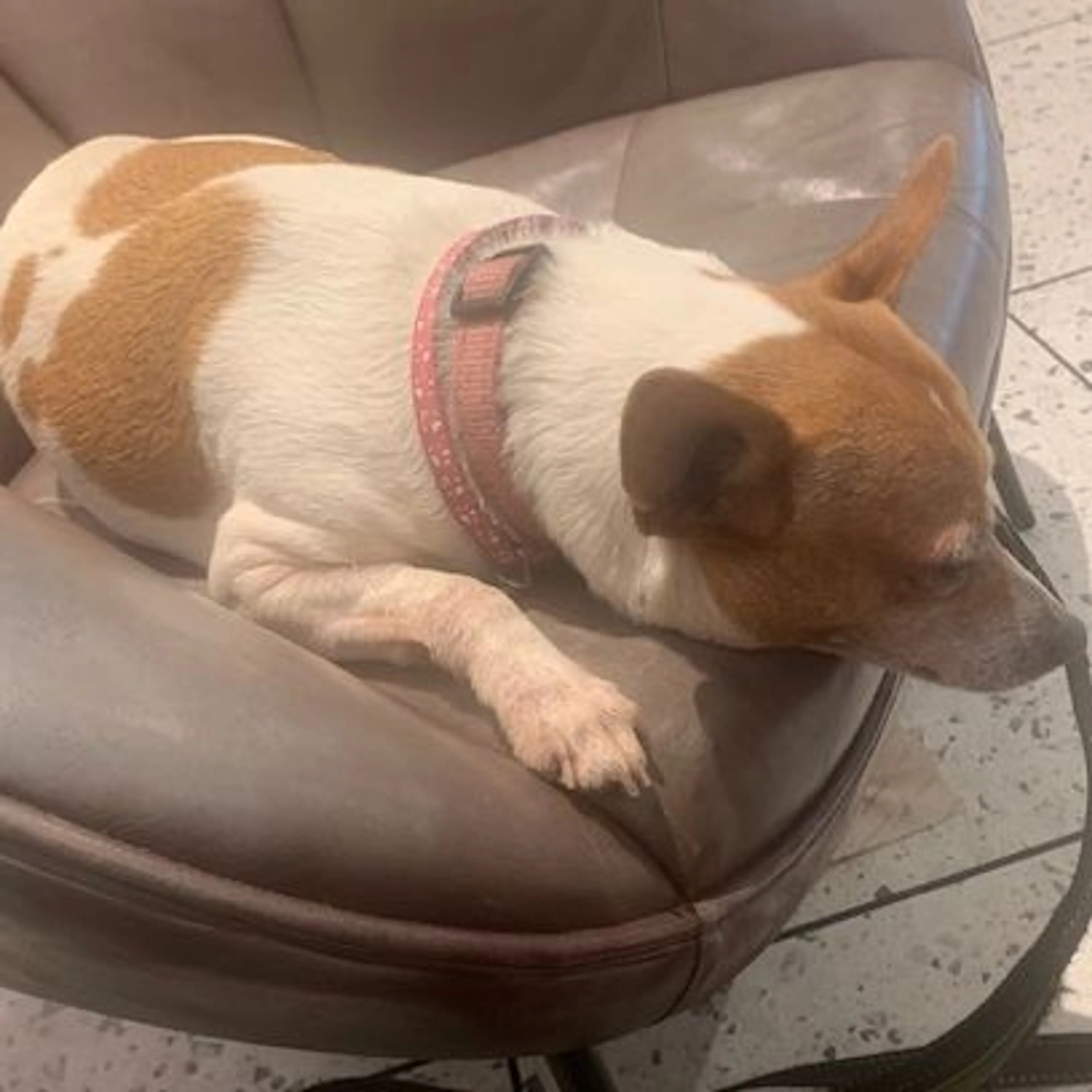 Lost pet