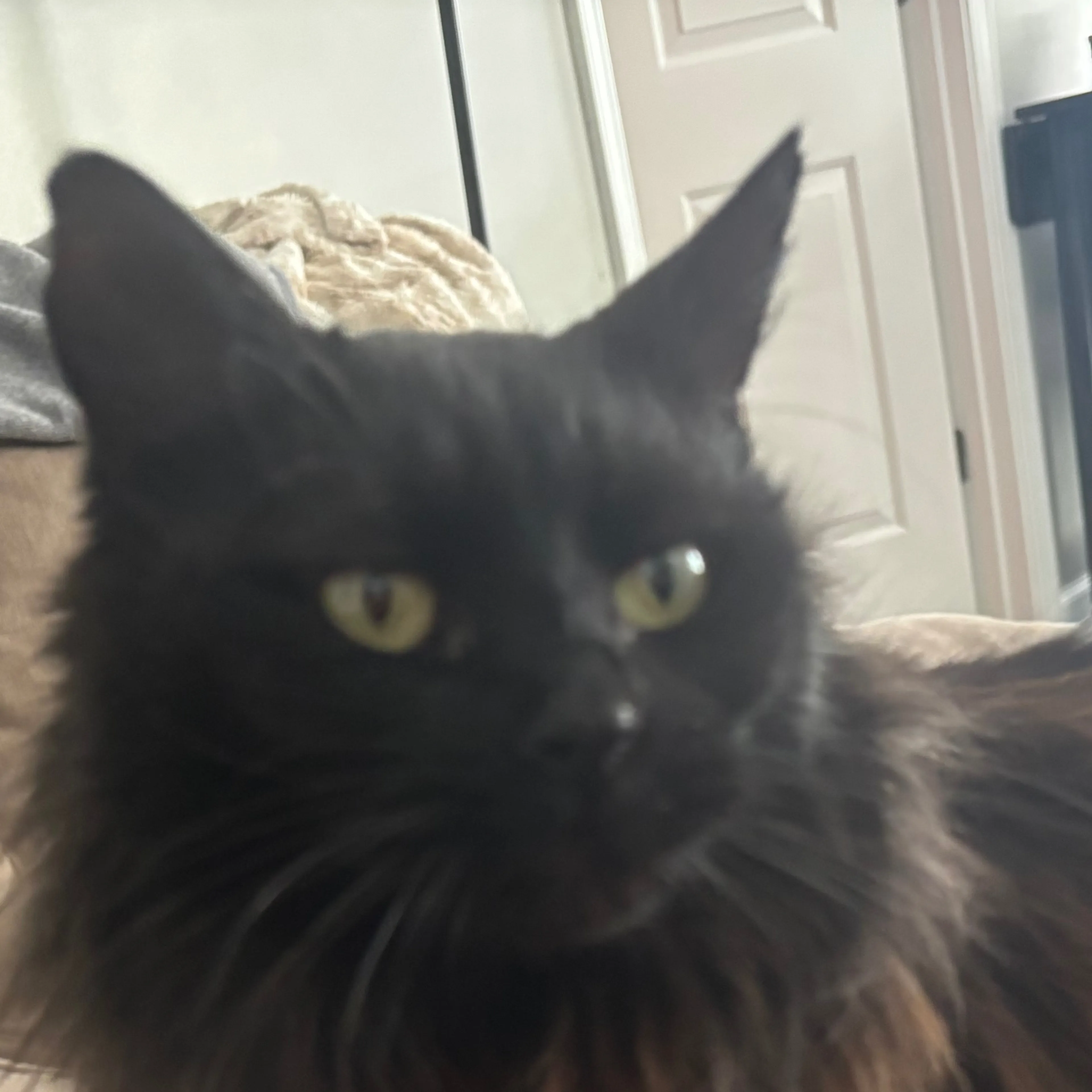 Lost pet-1