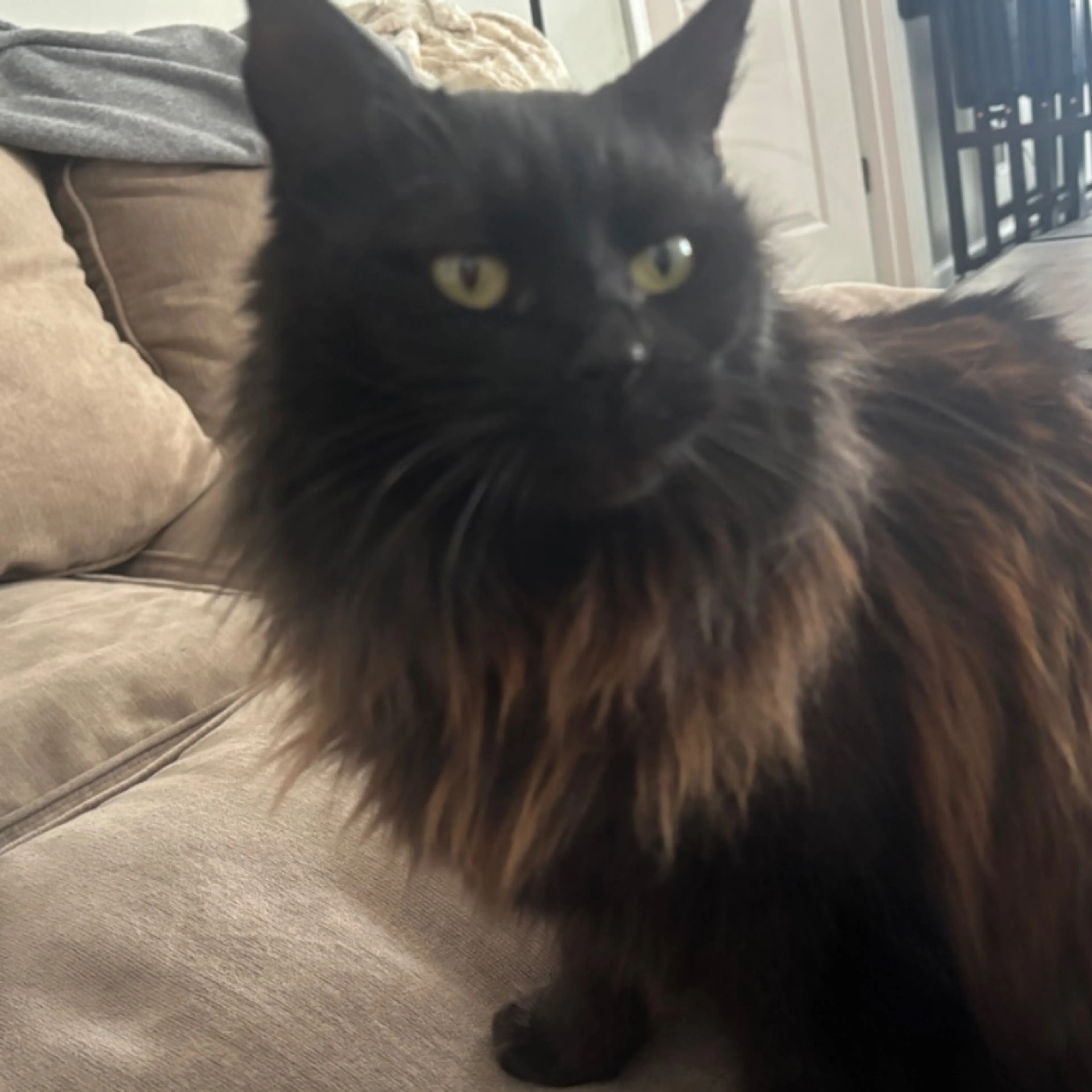 Lost pet-0