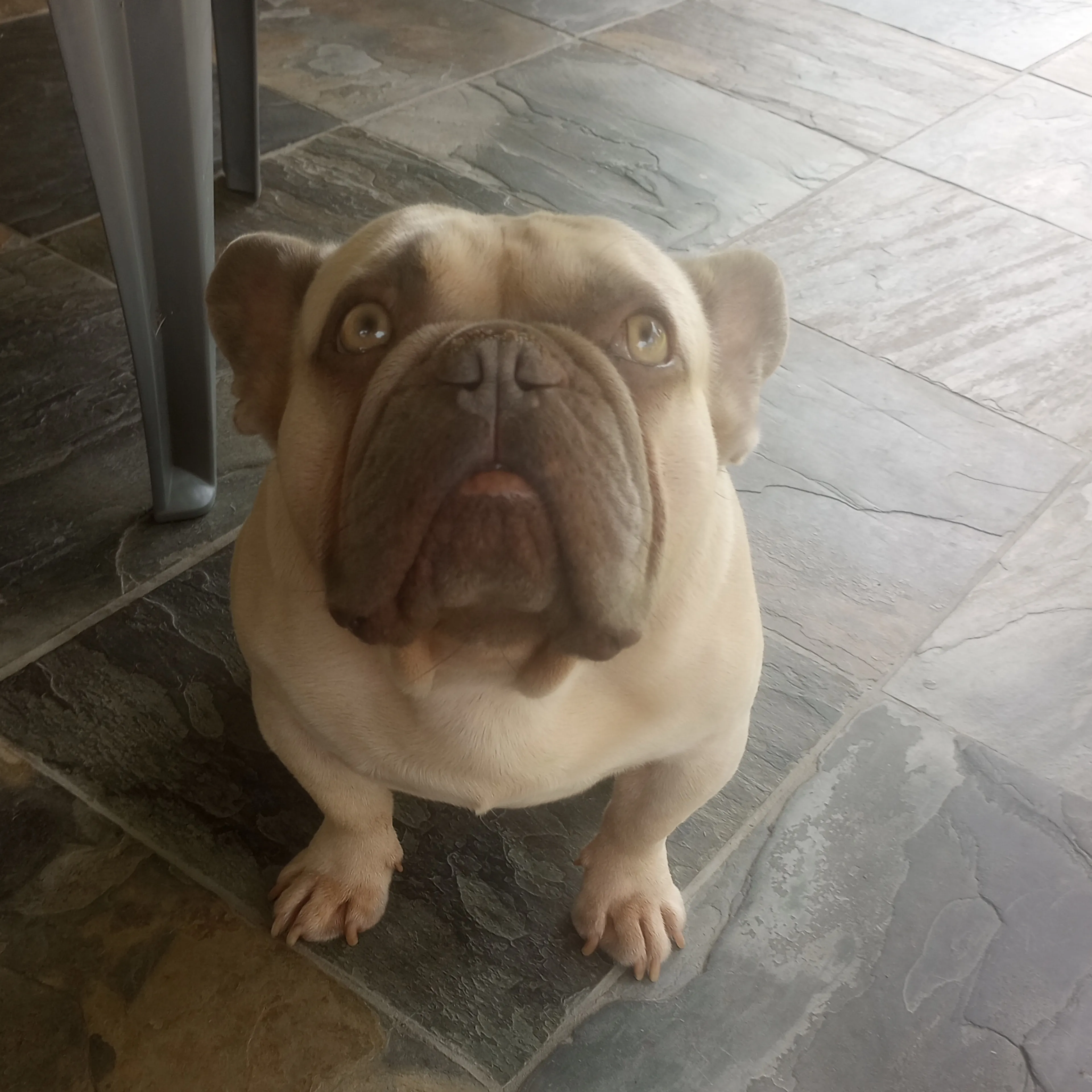 Lost pet-3