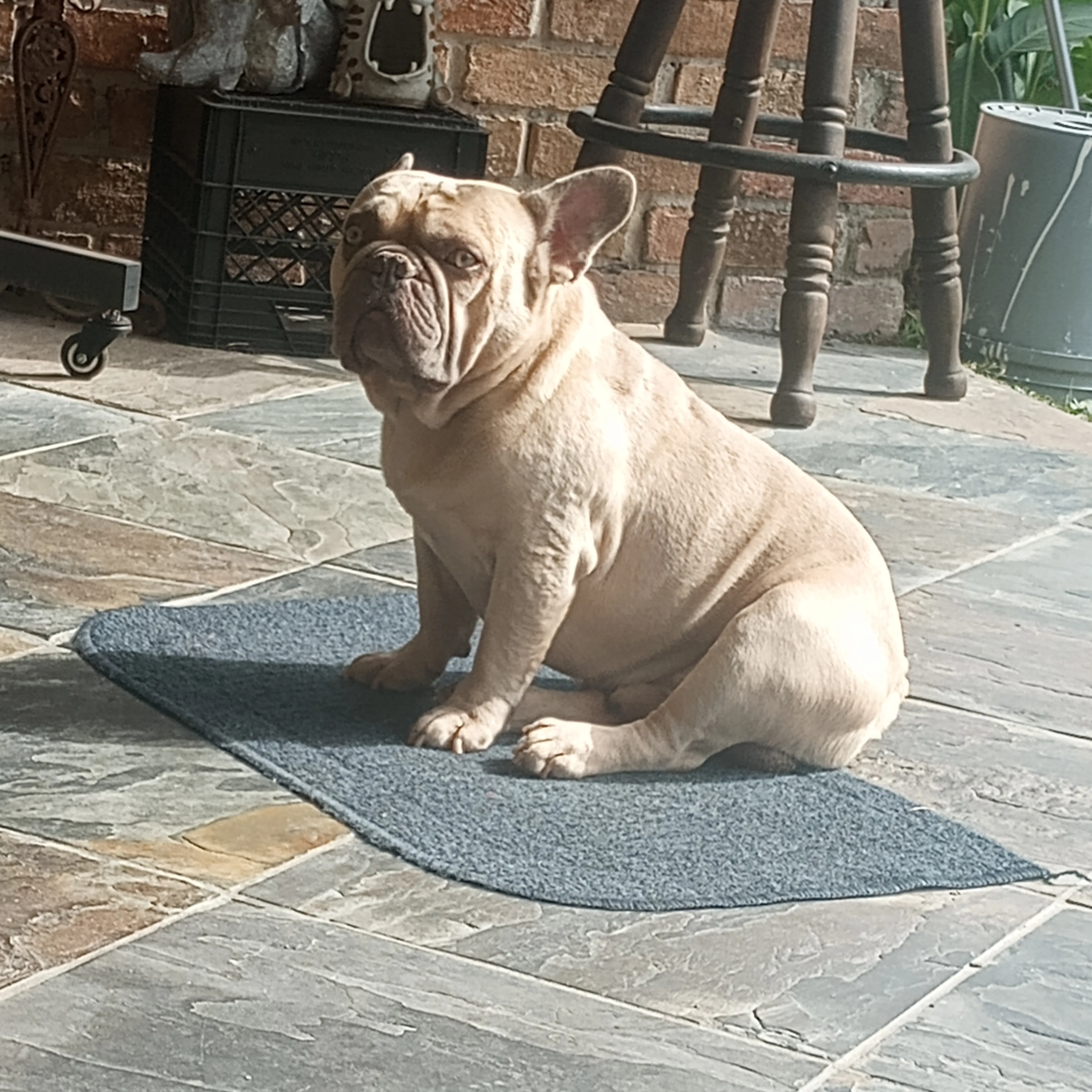 Lost pet-1