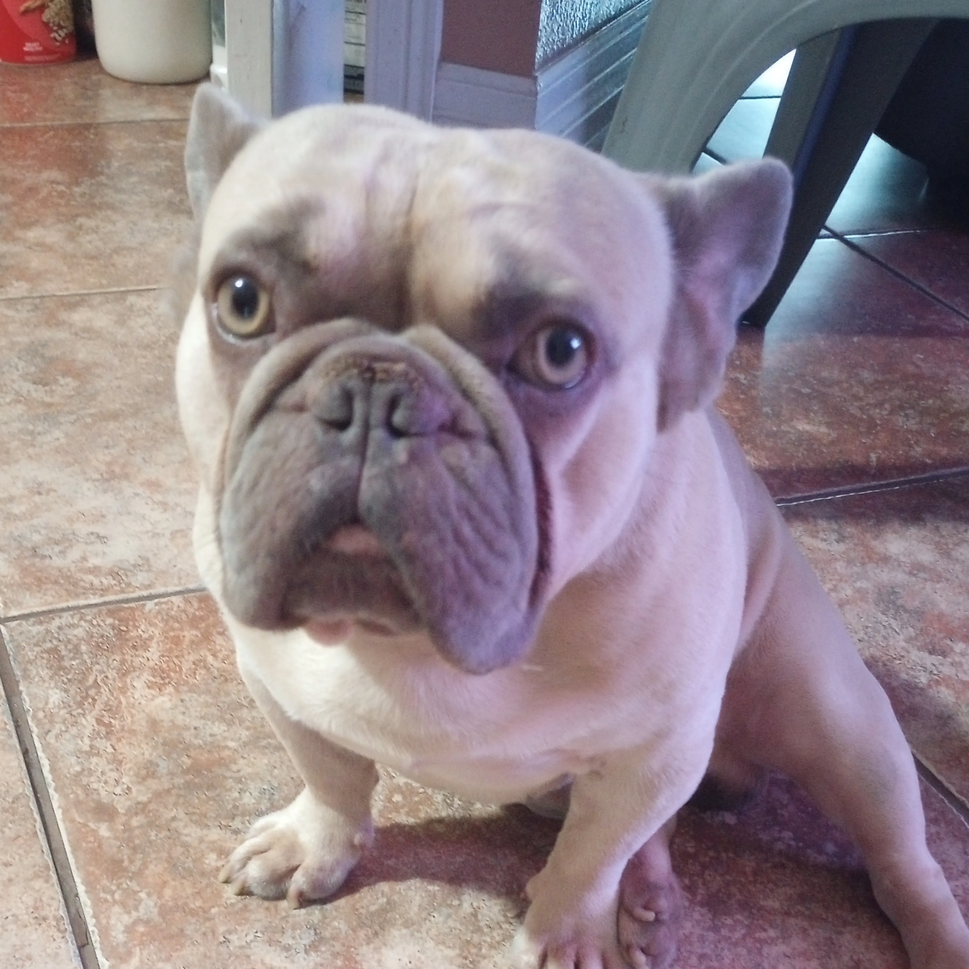 Lost pet-2