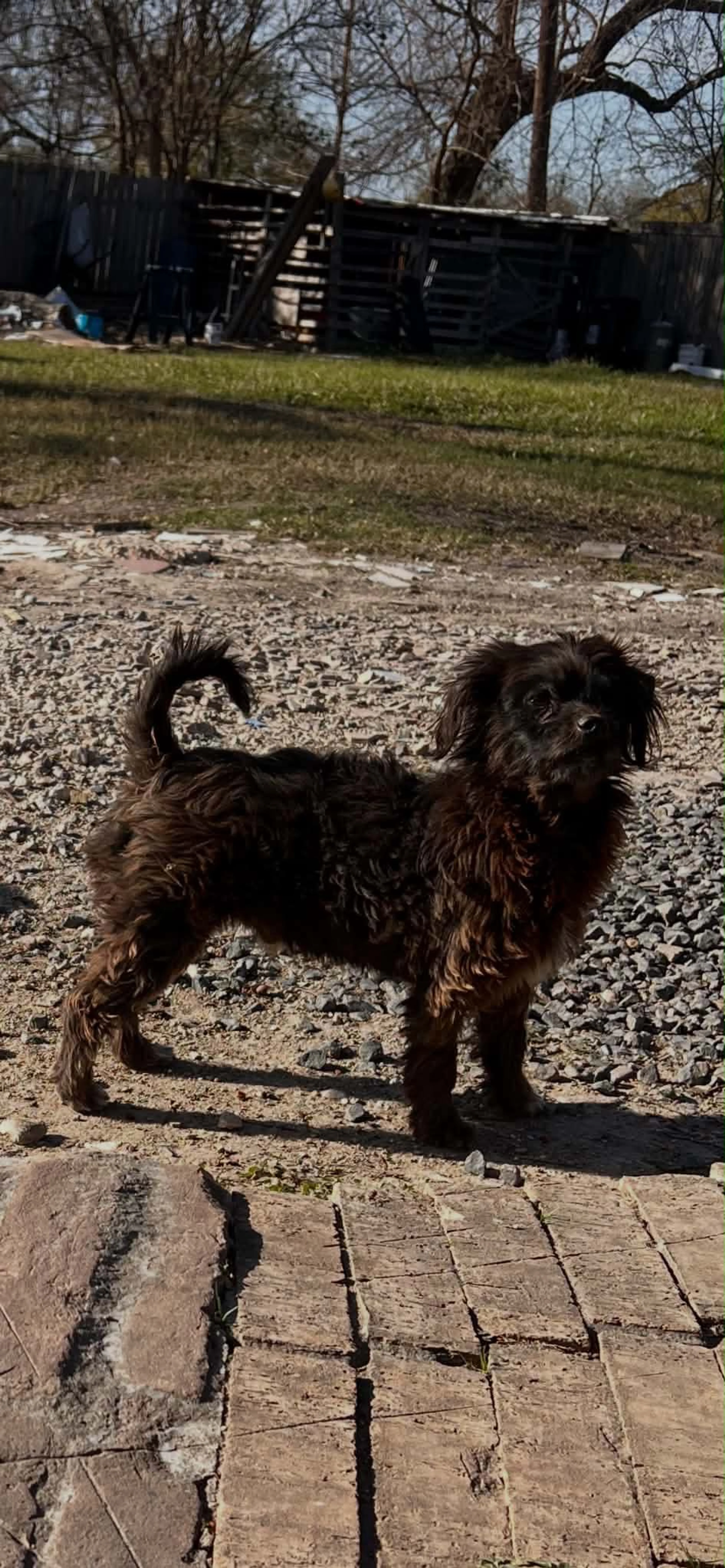 Lost pet