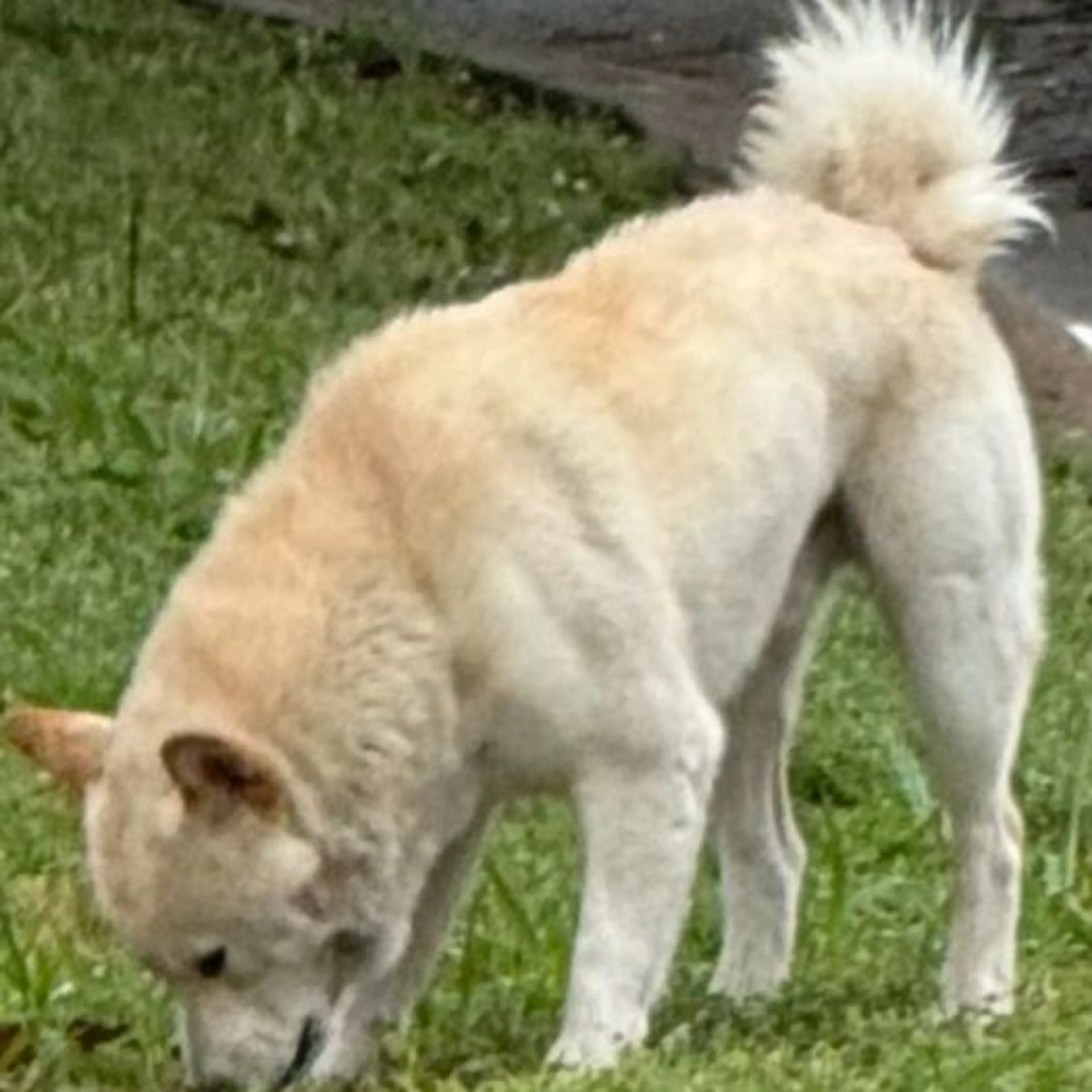 Found pet
