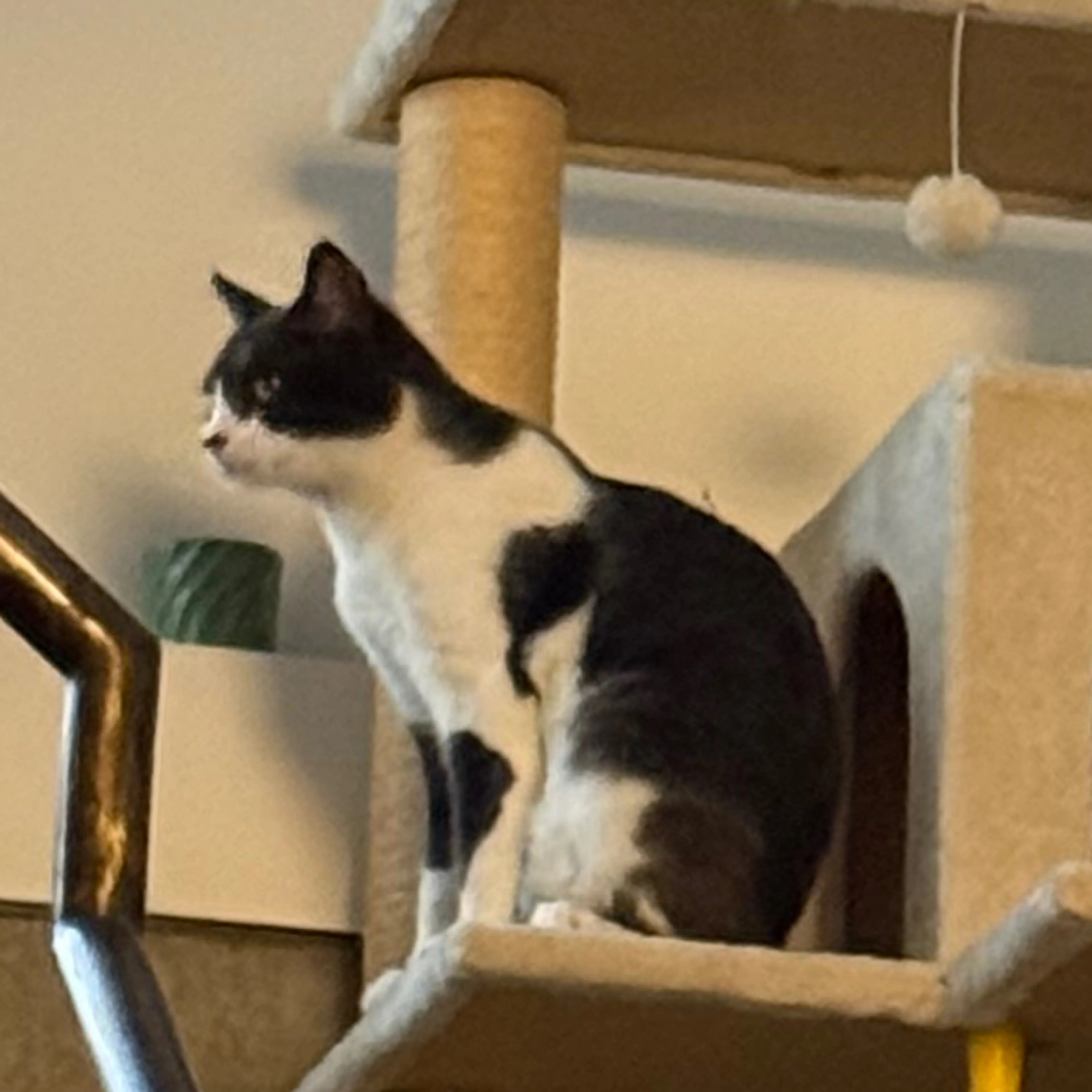 Lost pet-0