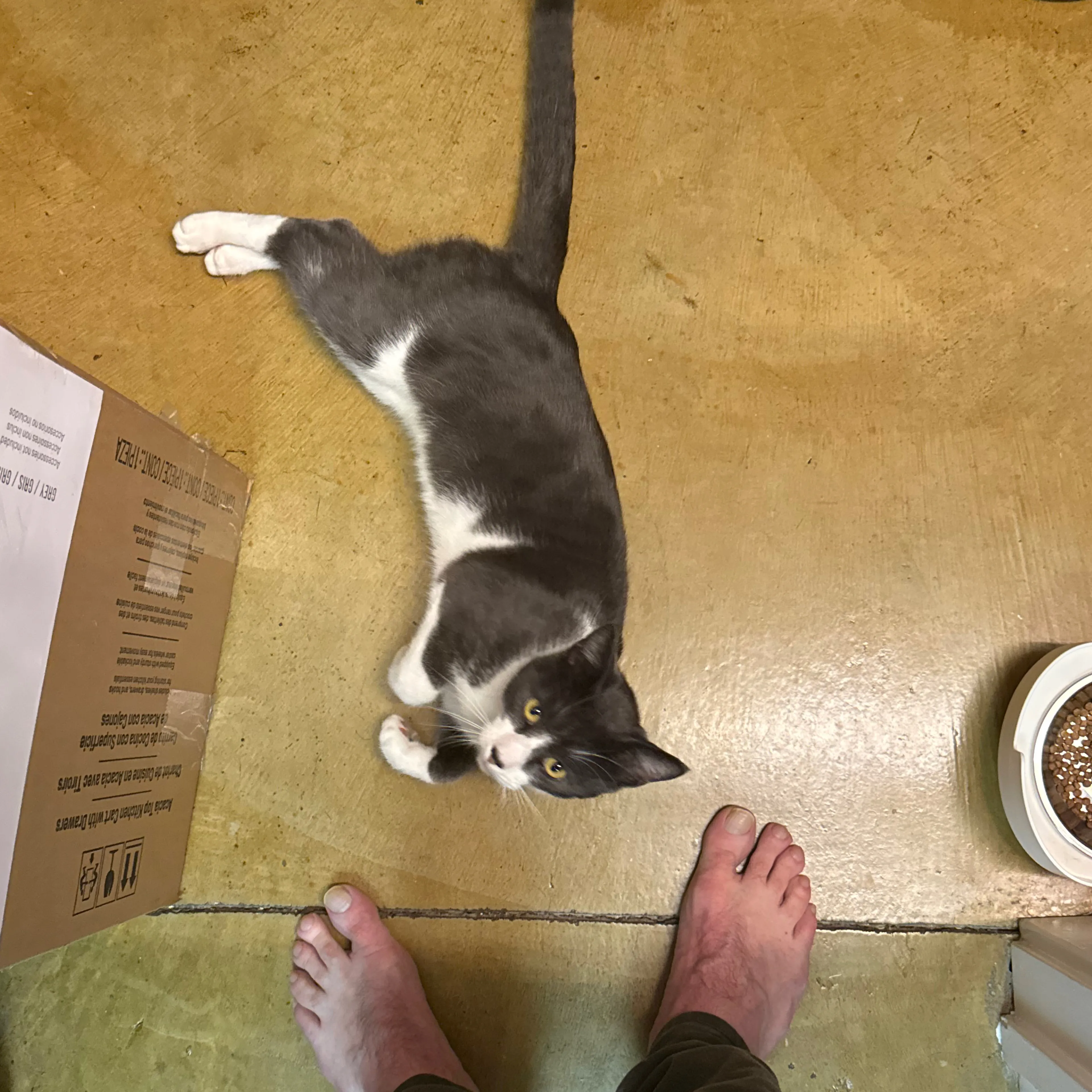 Lost pet-1