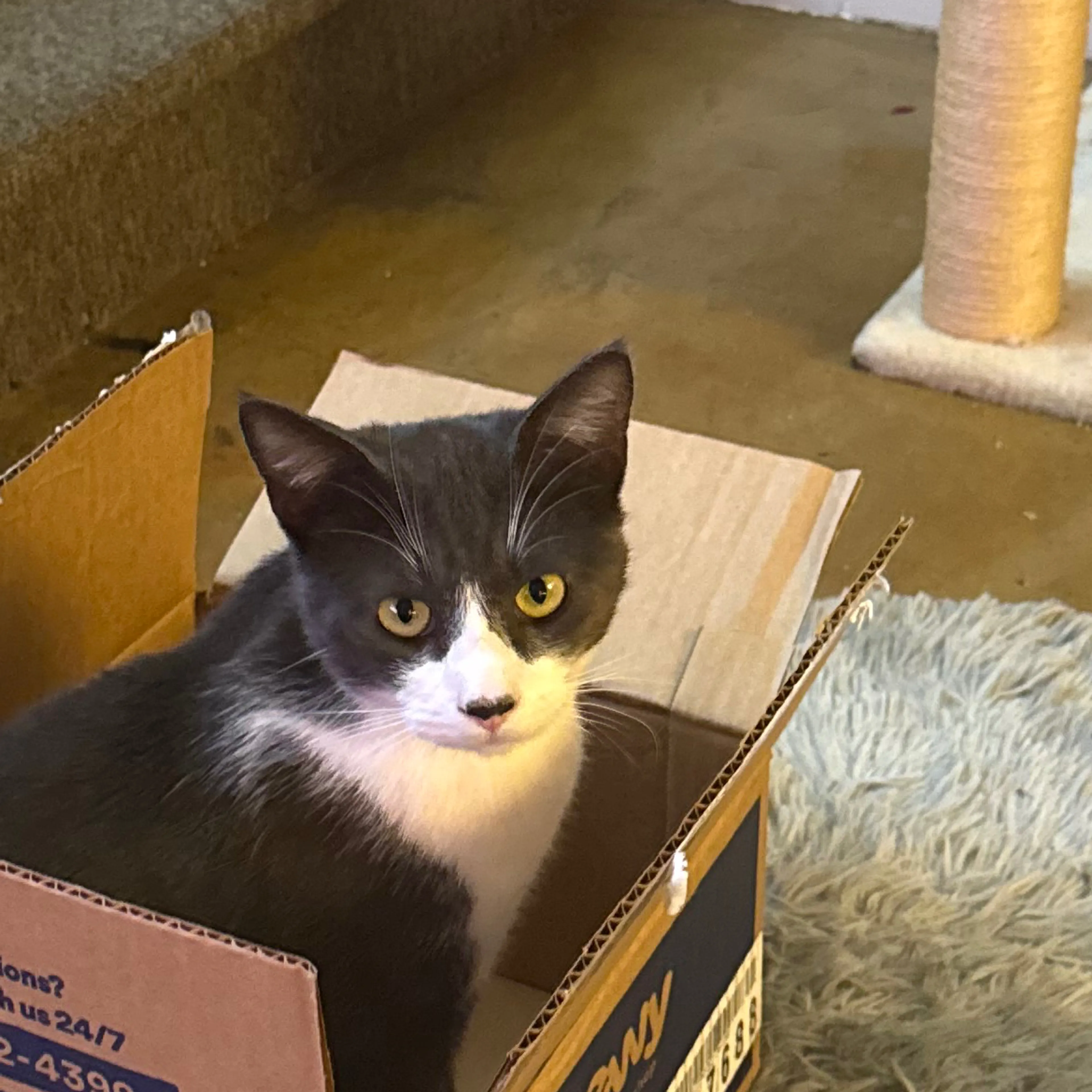 Lost pet-2