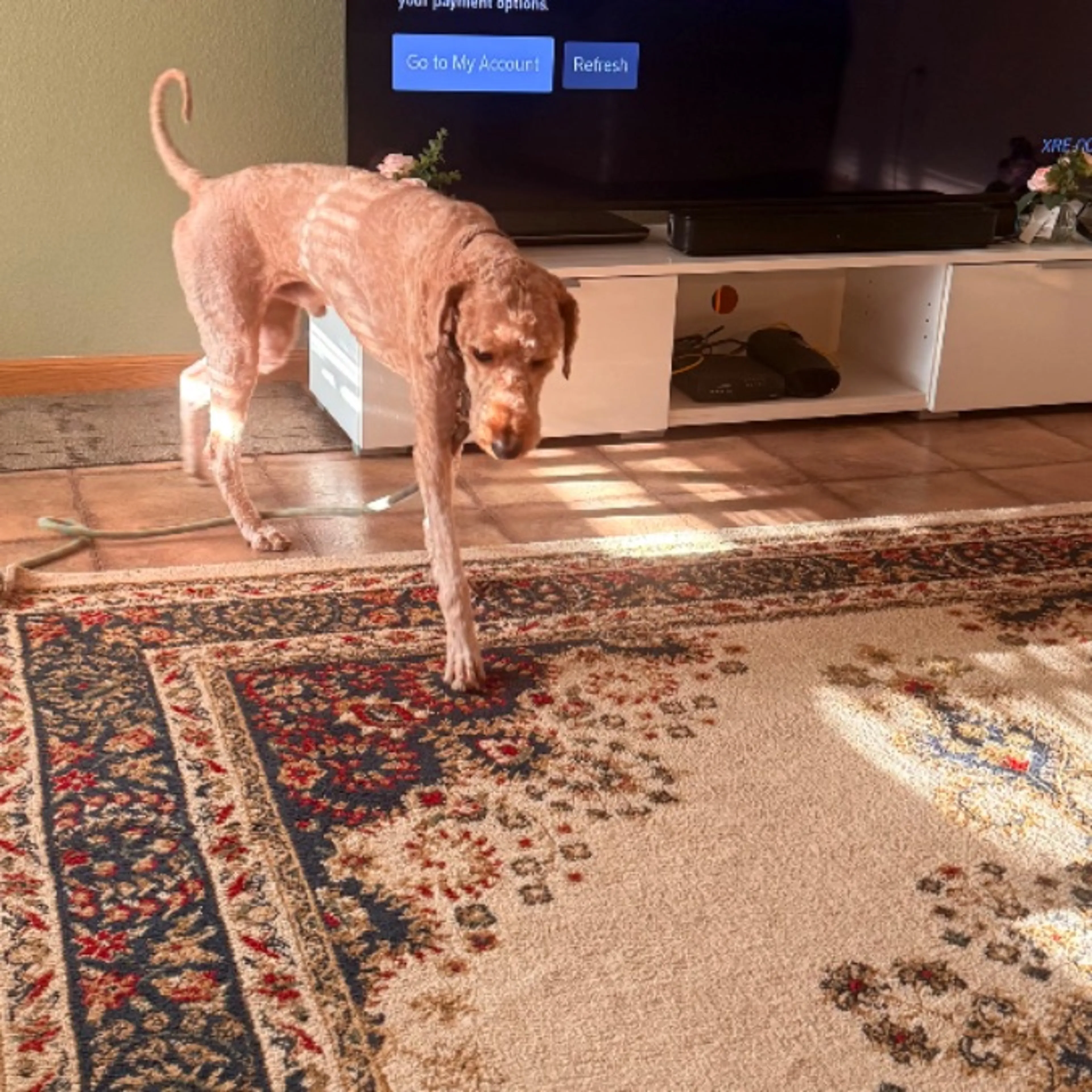 Lost pet