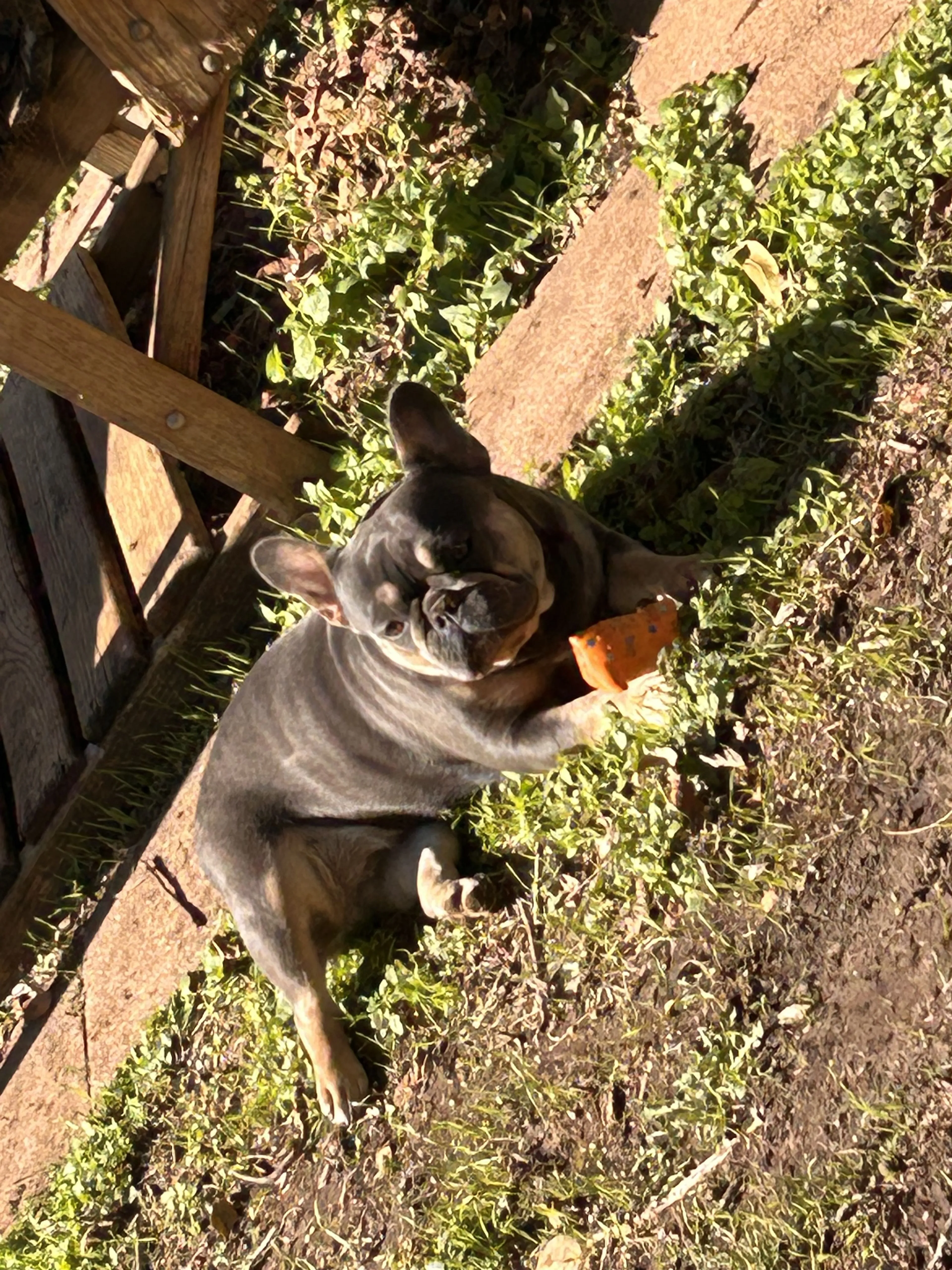 Lost pet-0
