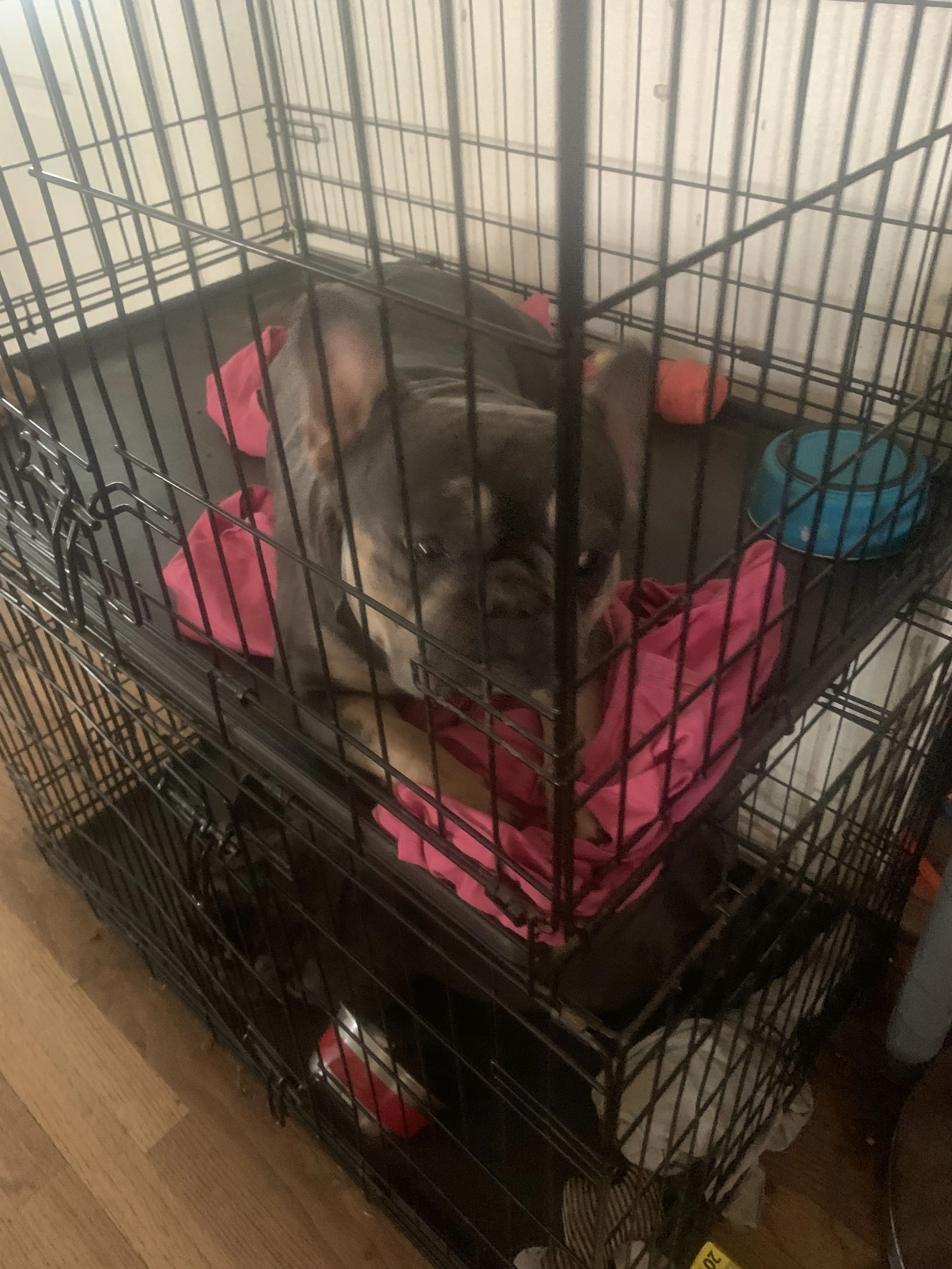 Lost pet-4