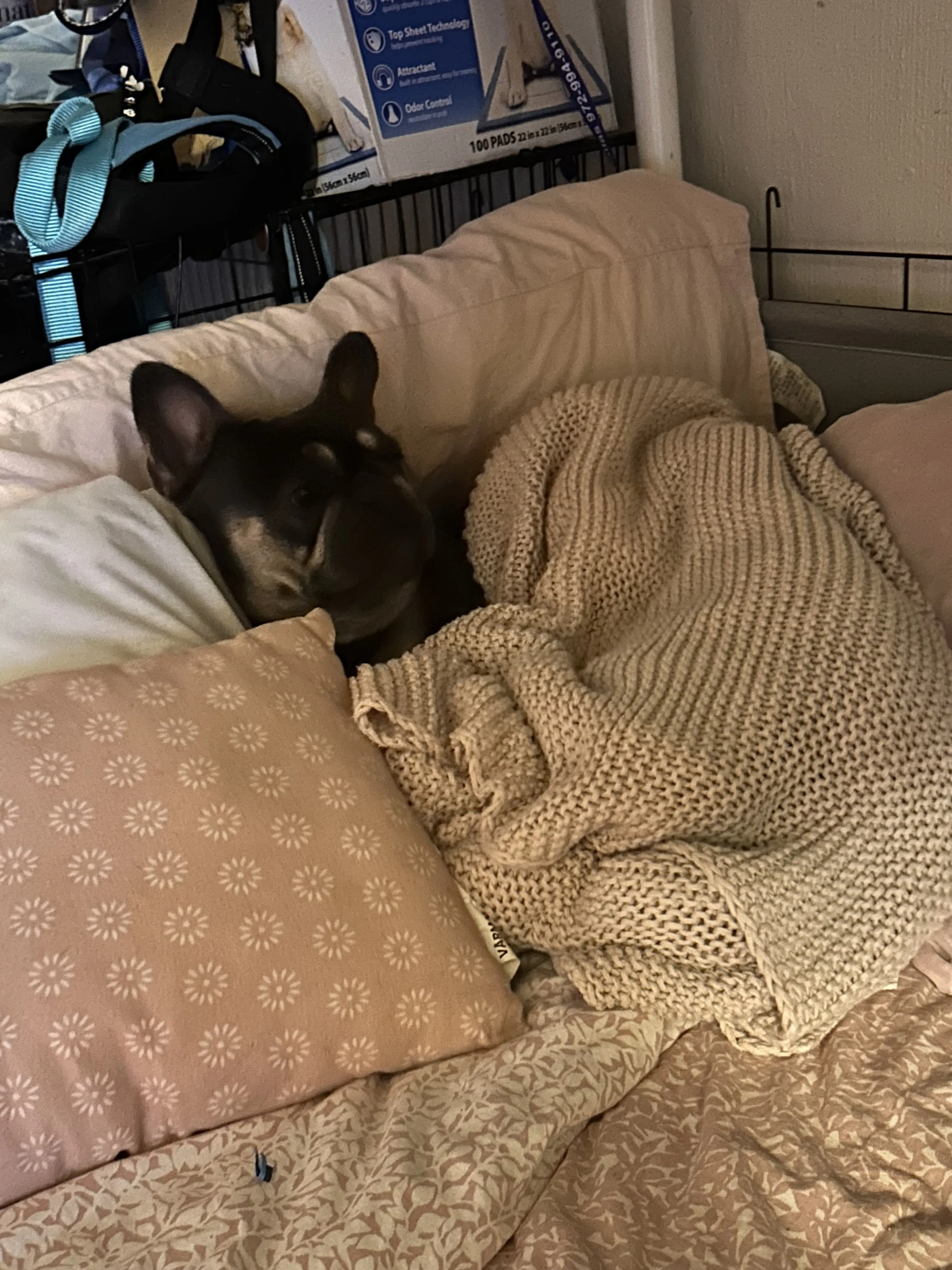 Lost pet-3