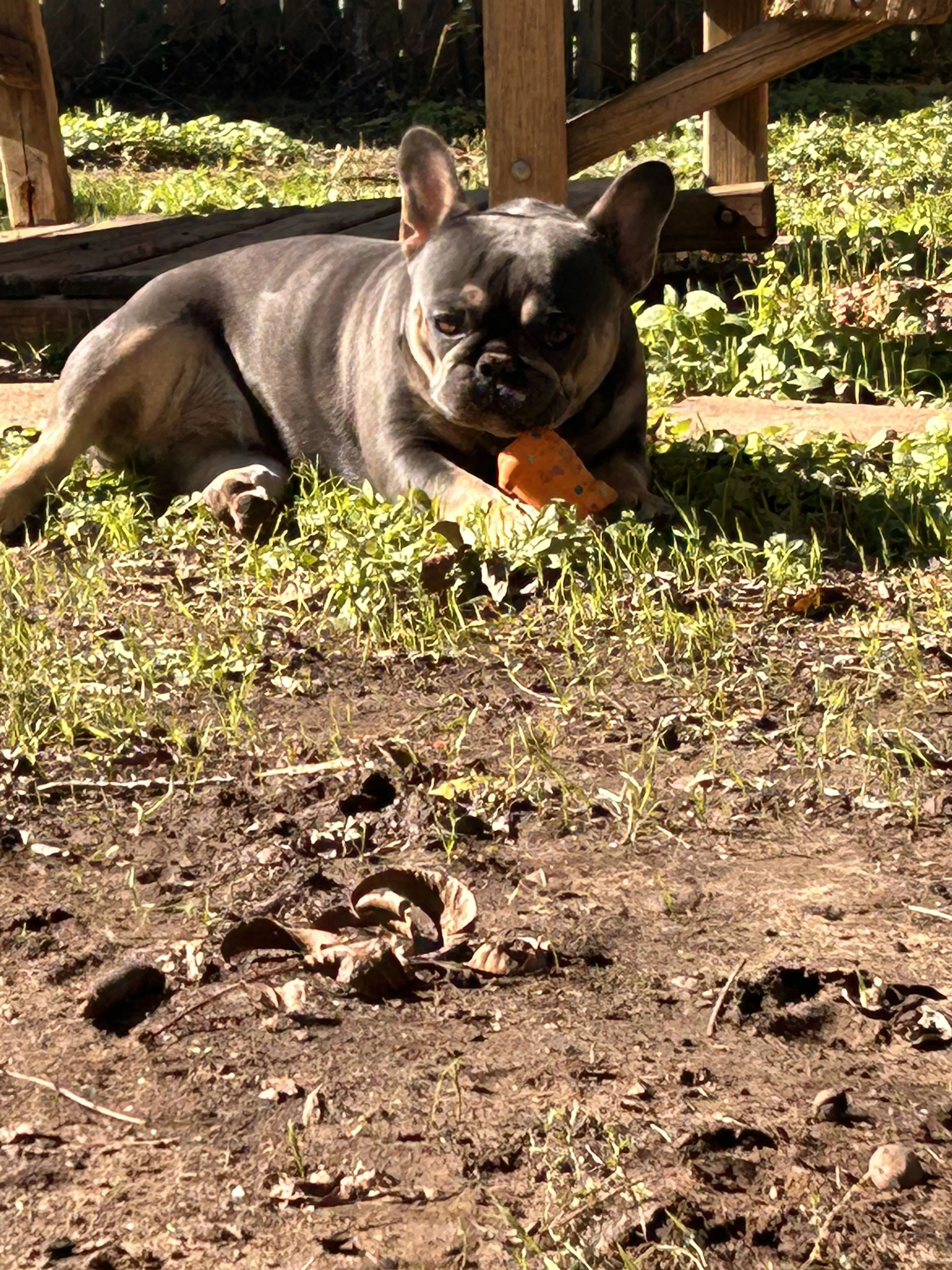 Lost pet-1