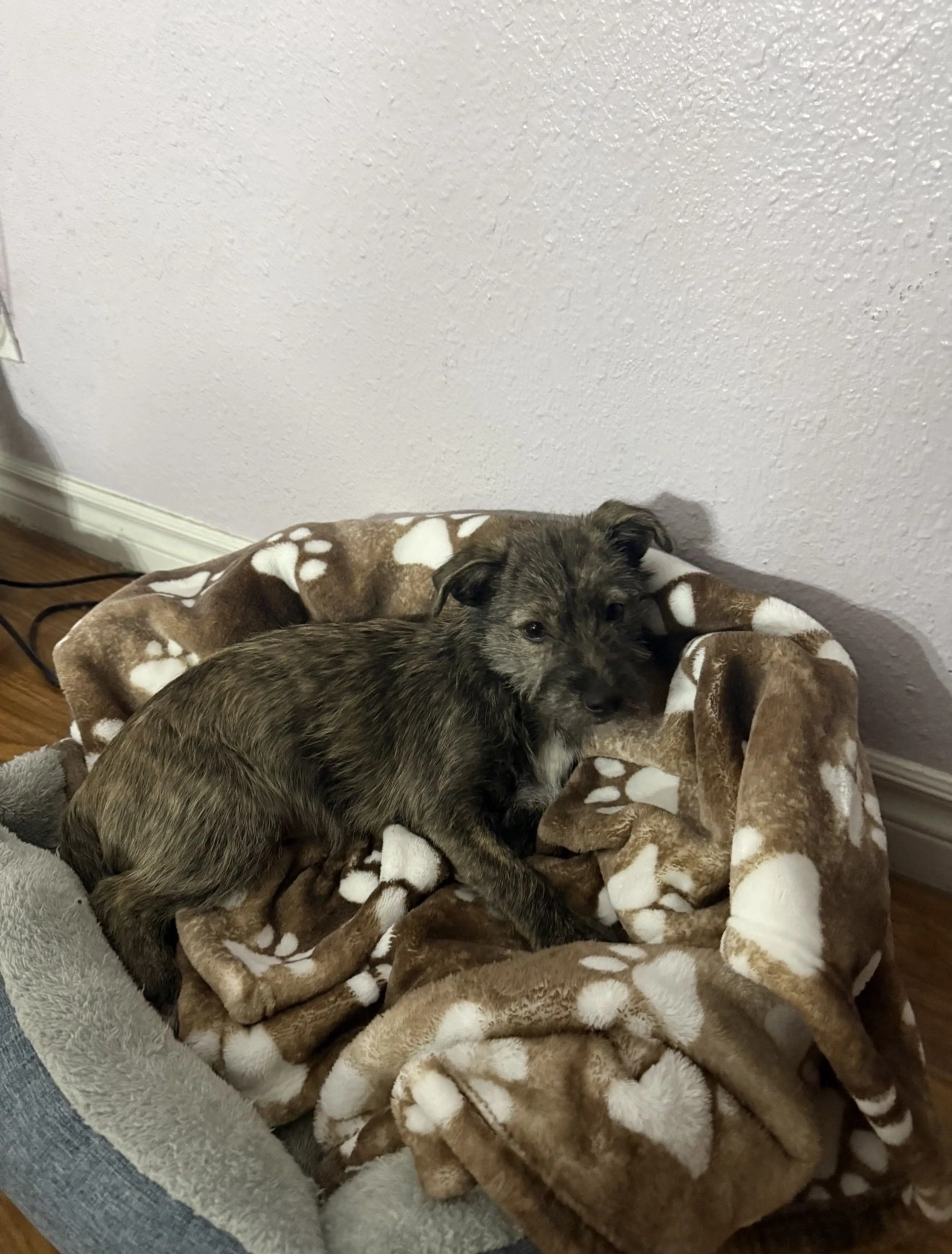 Lost pet-1