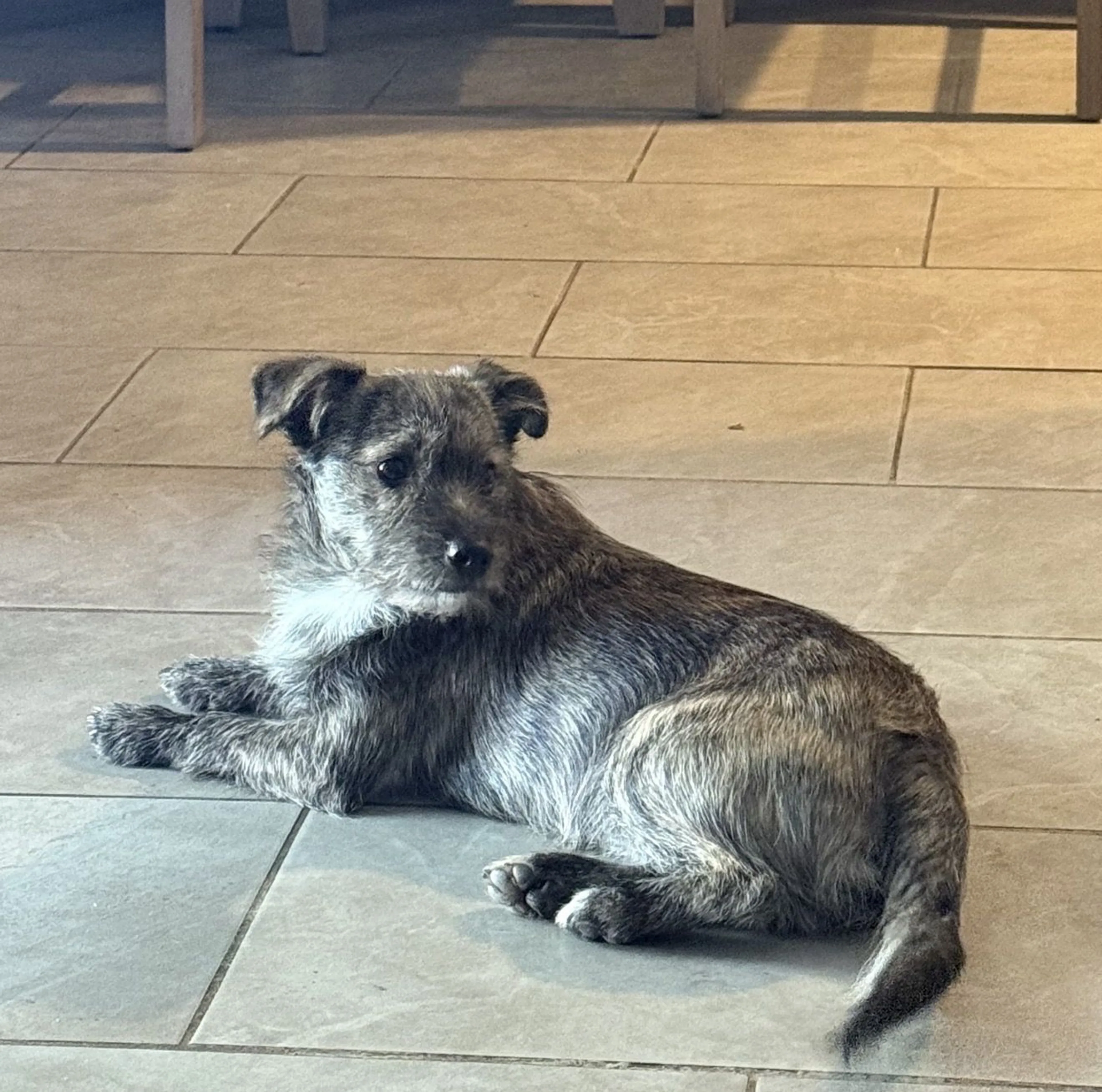 Lost pet-0