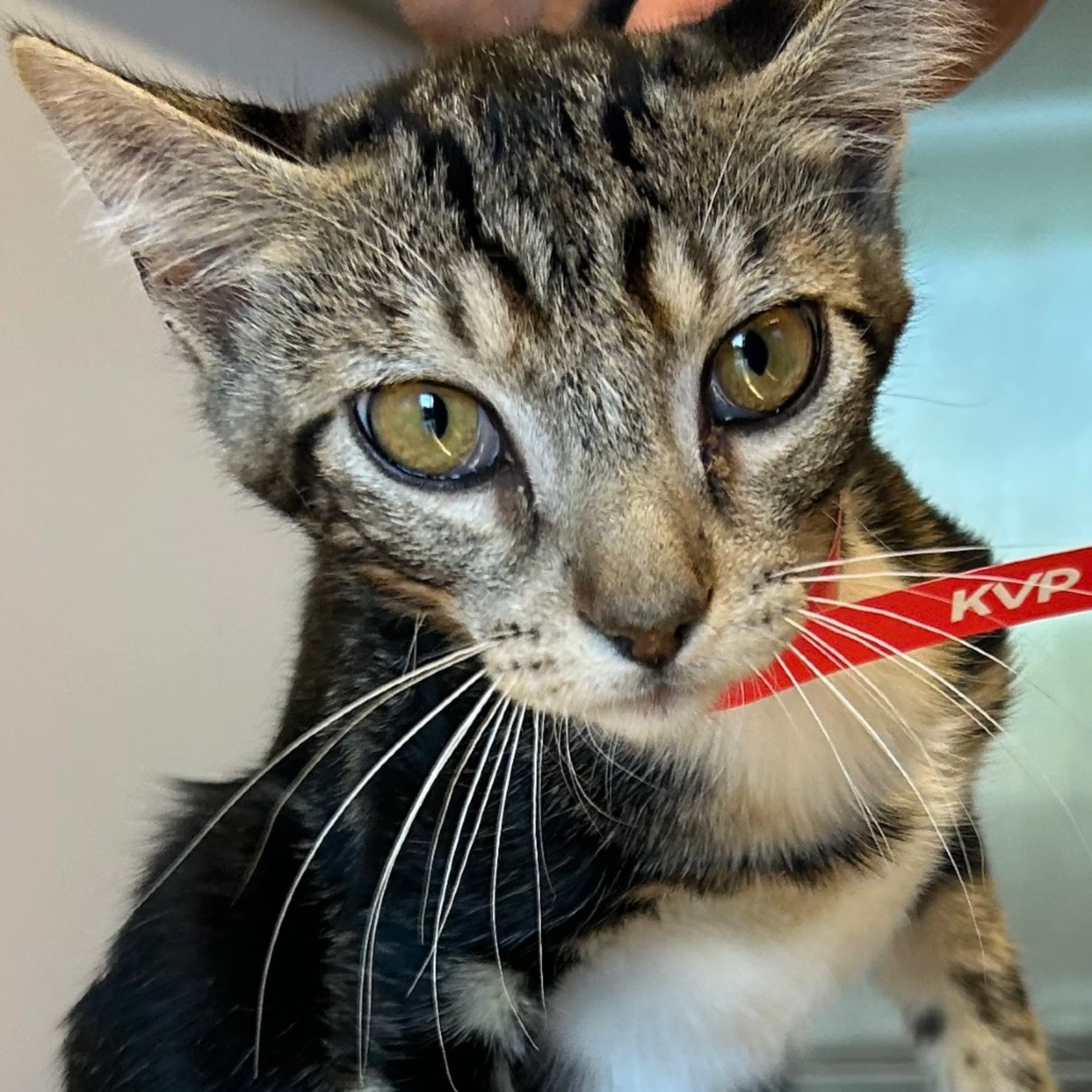 Found pet-1