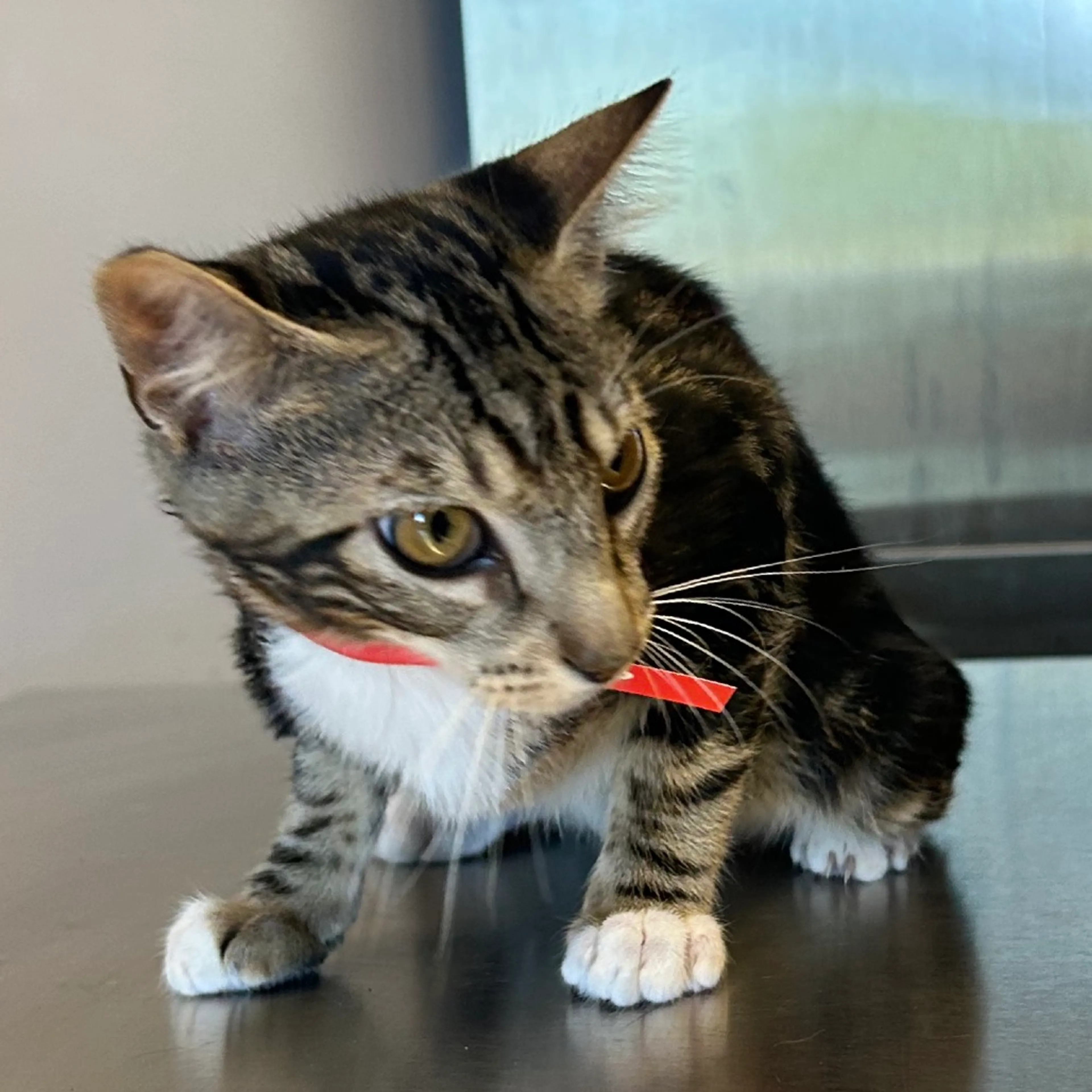 Found pet-2