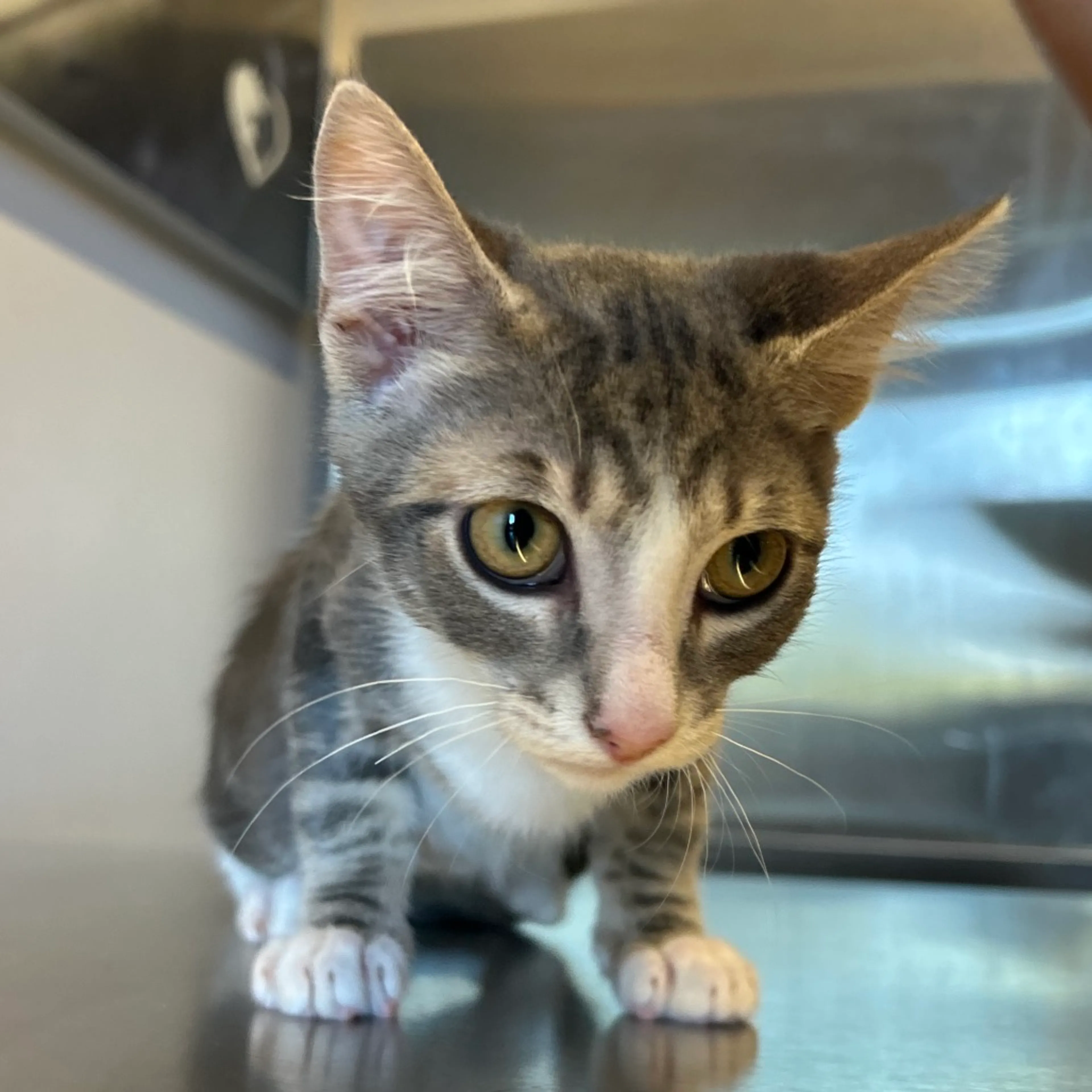 Found pet-2