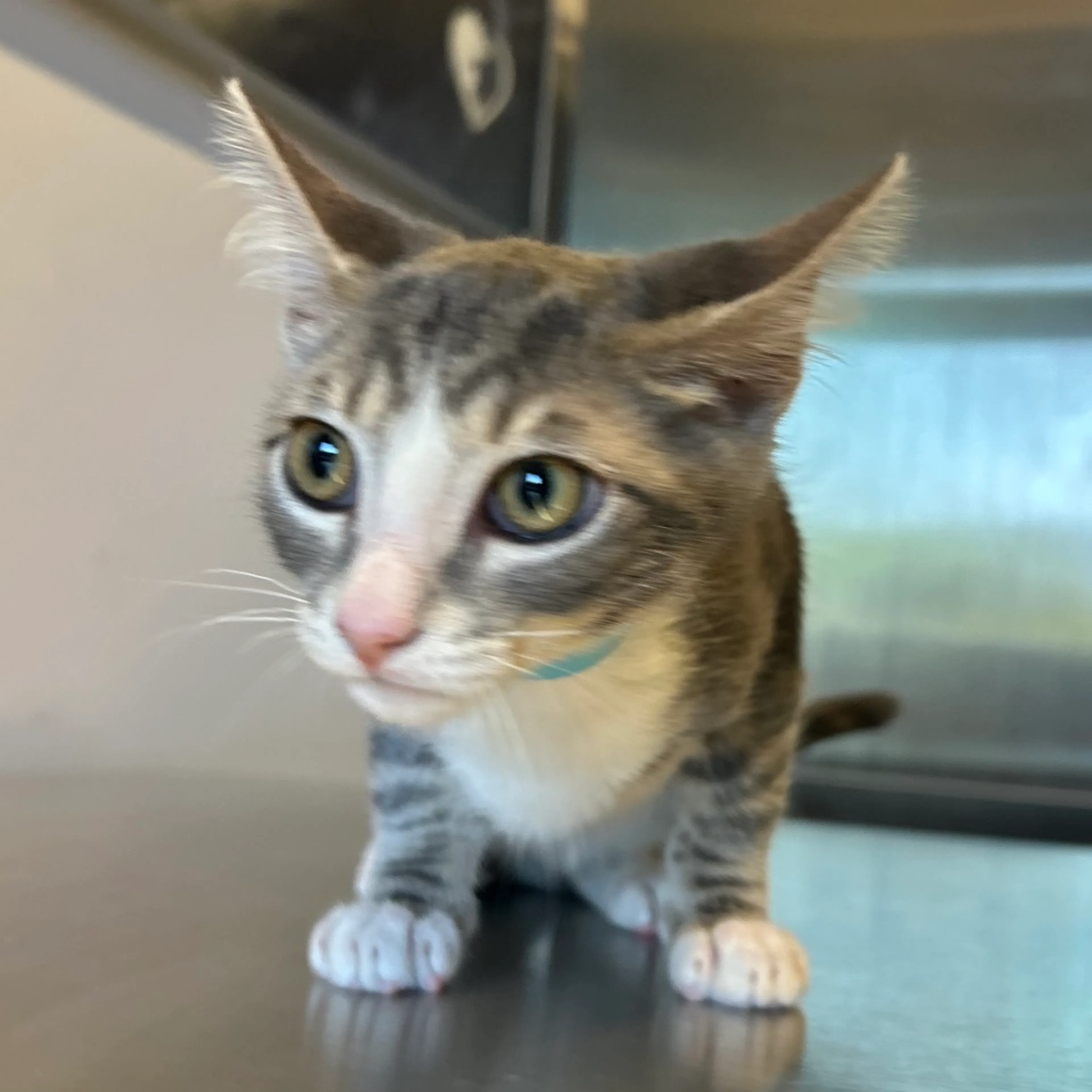 Found pet-1