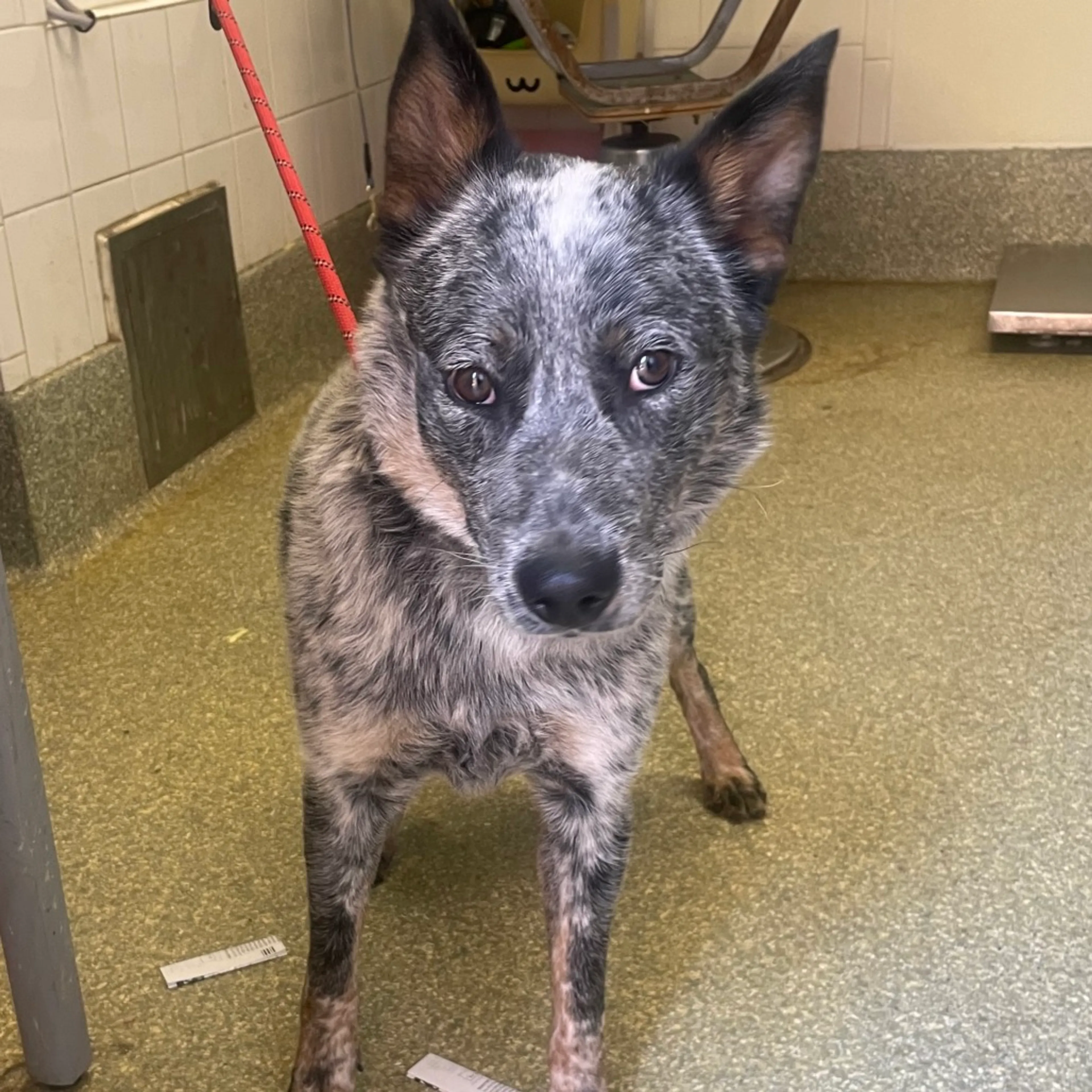 Found pet