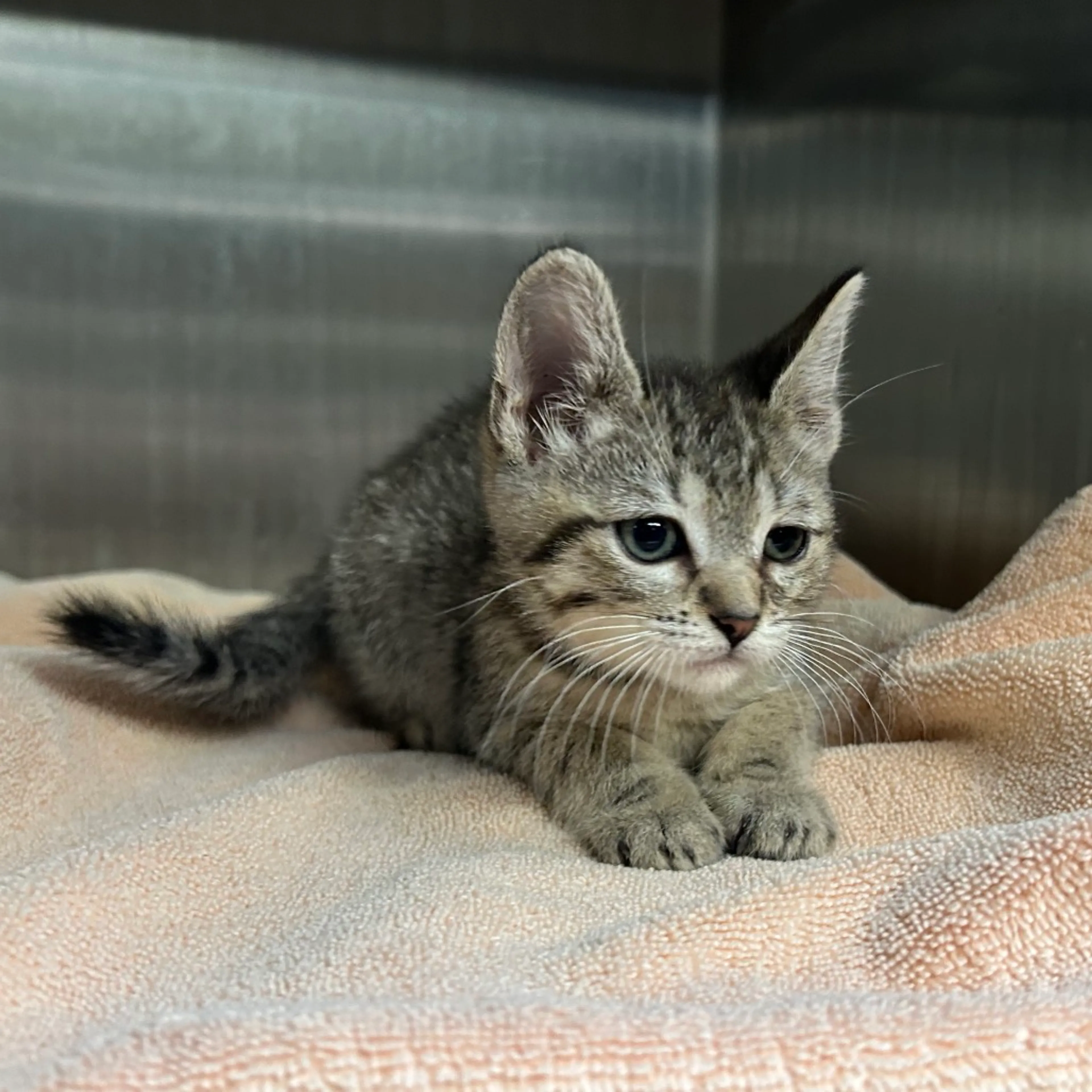 Found pet-1