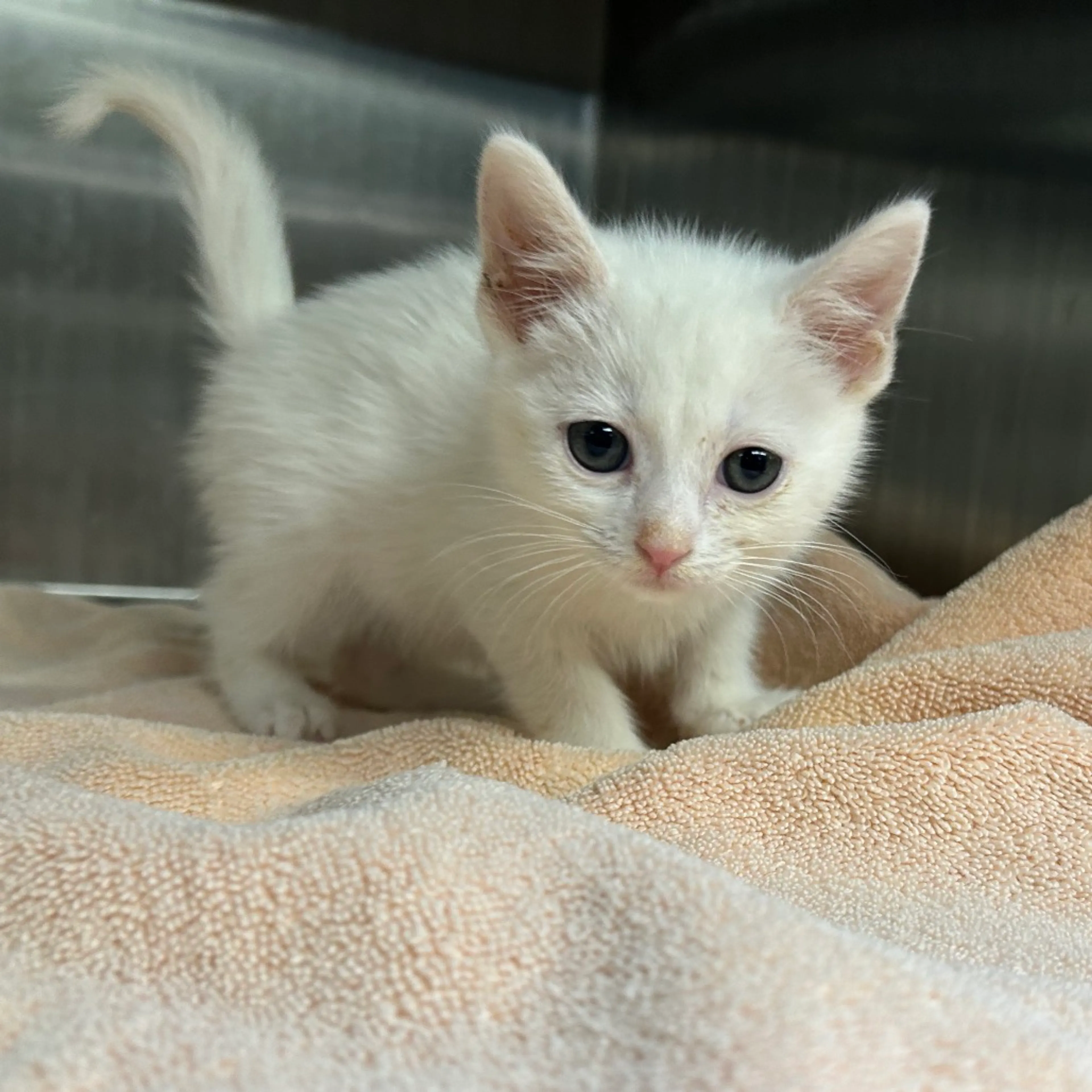 Found pet-1