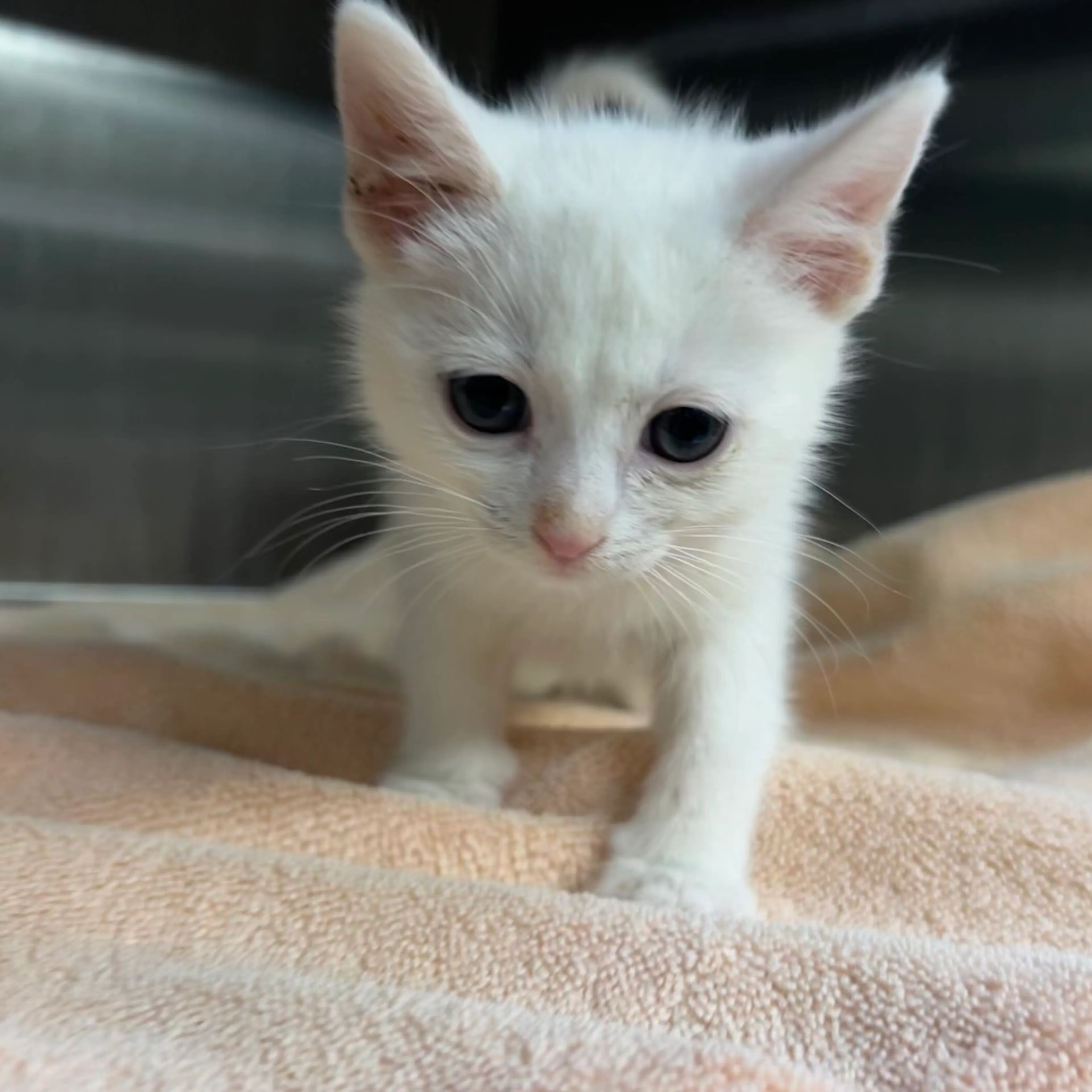 Found pet-3