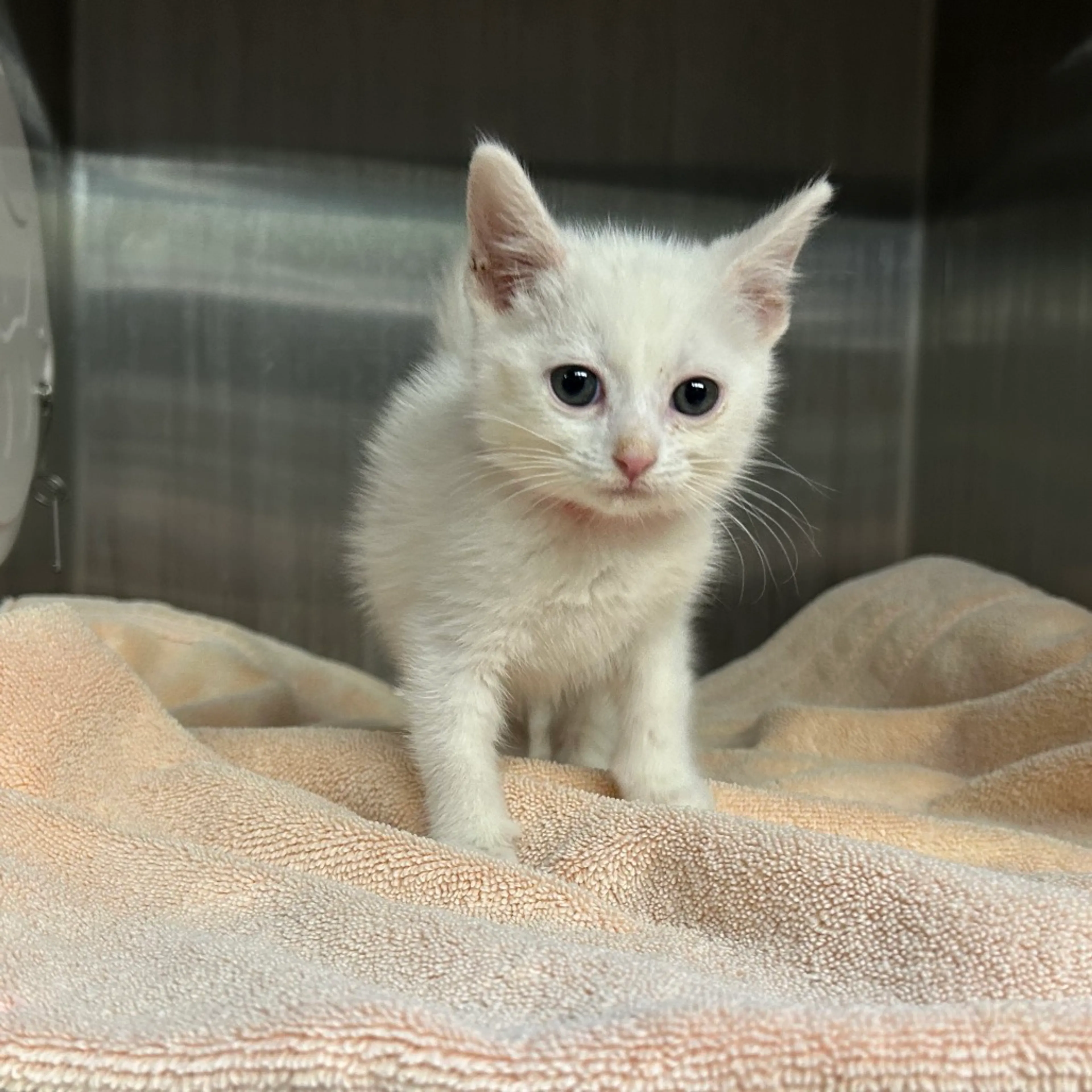 Found pet-4