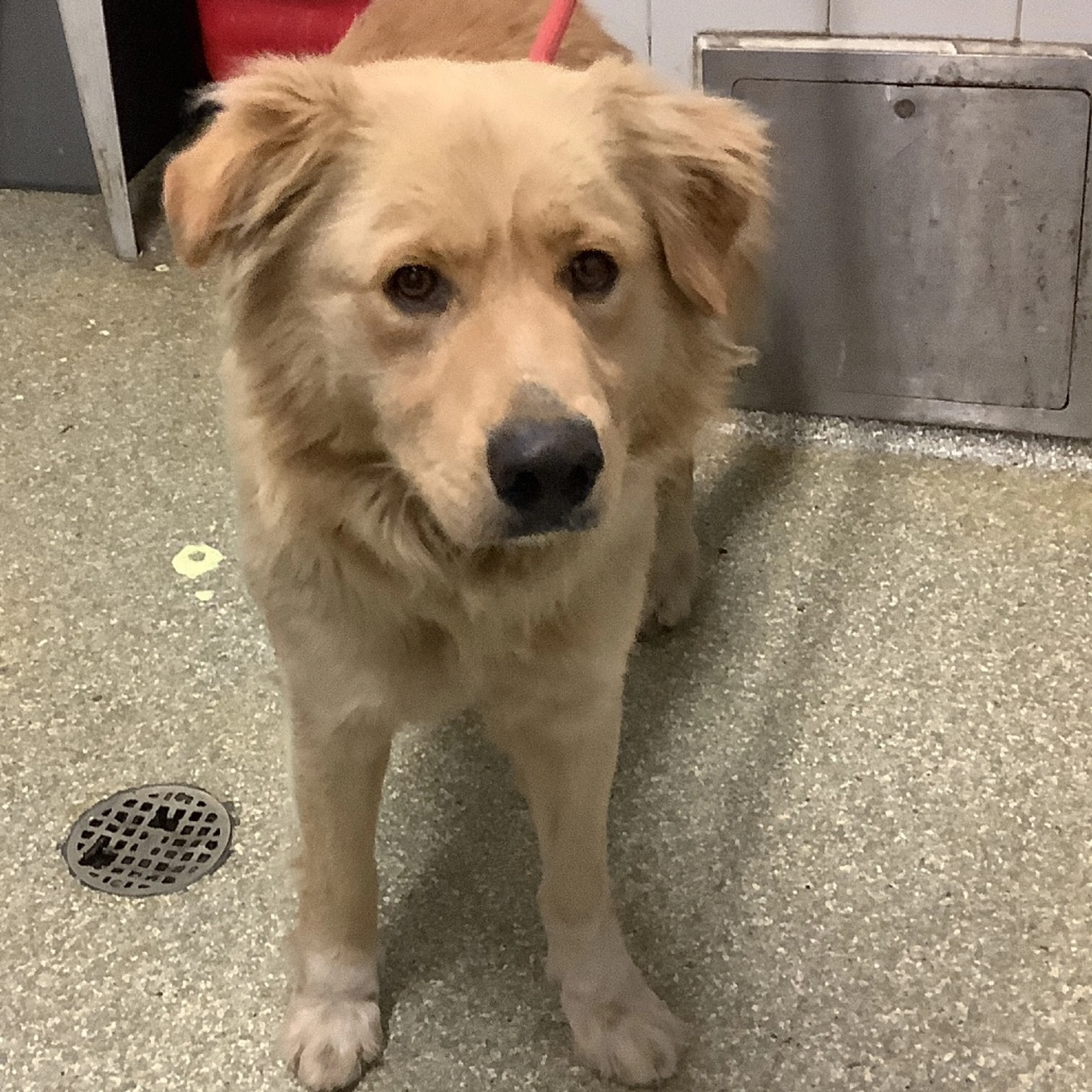 Found pet