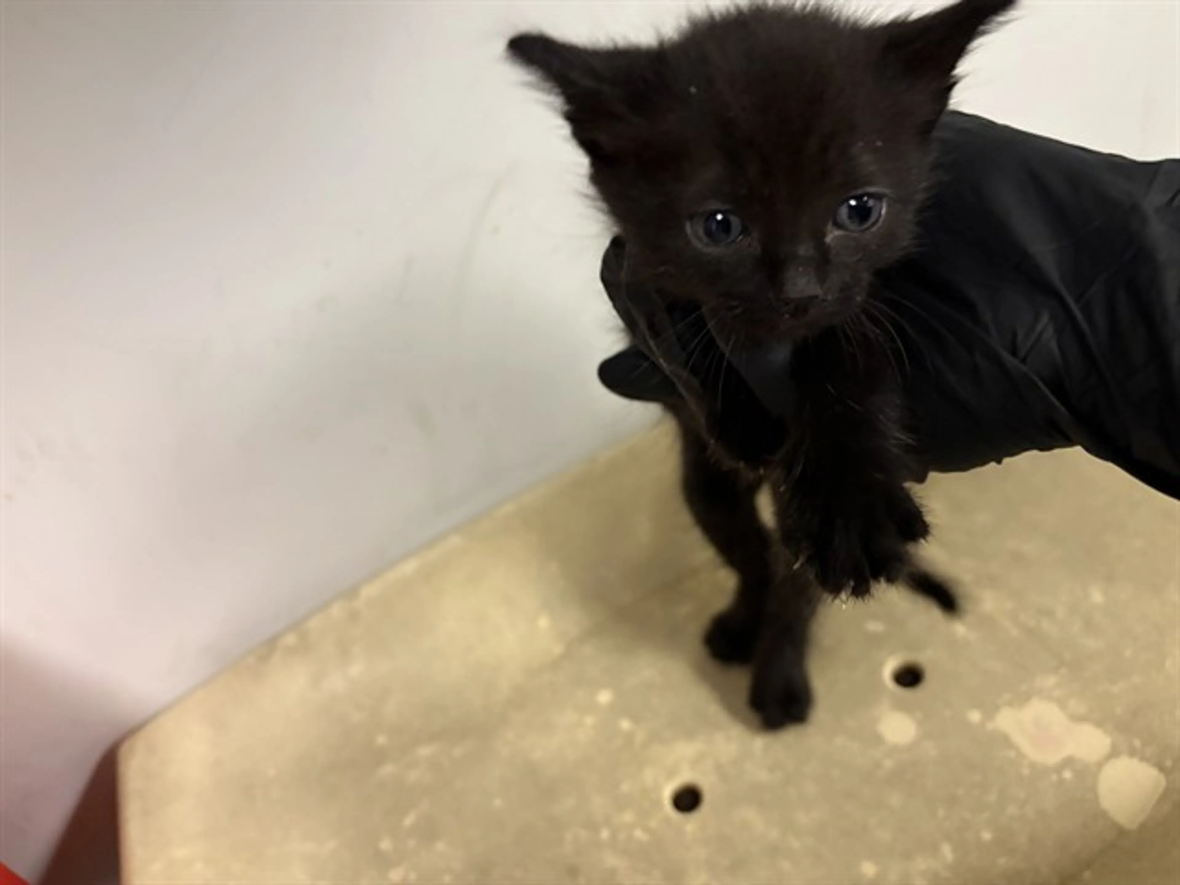 Found pet