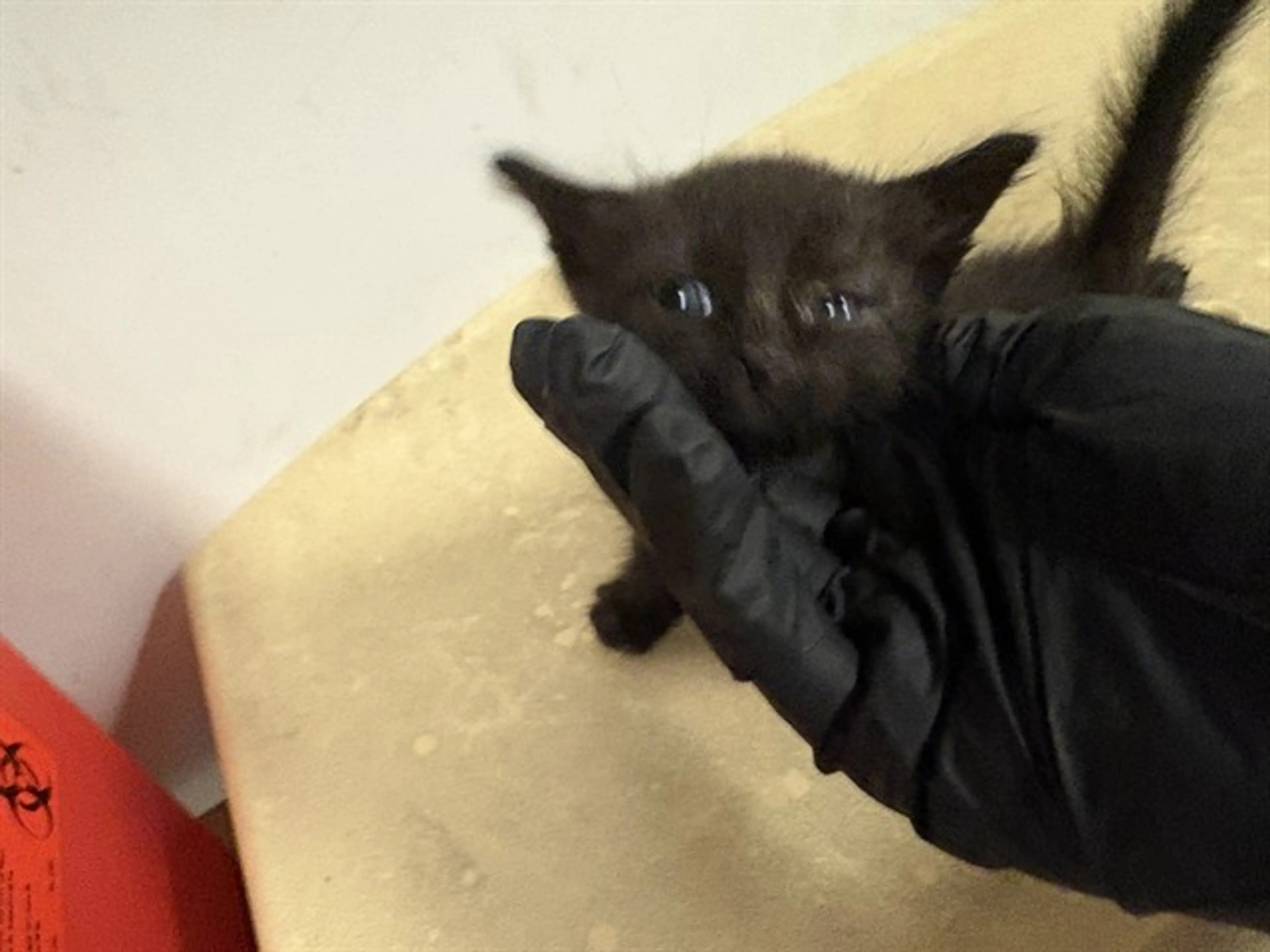 Found pet