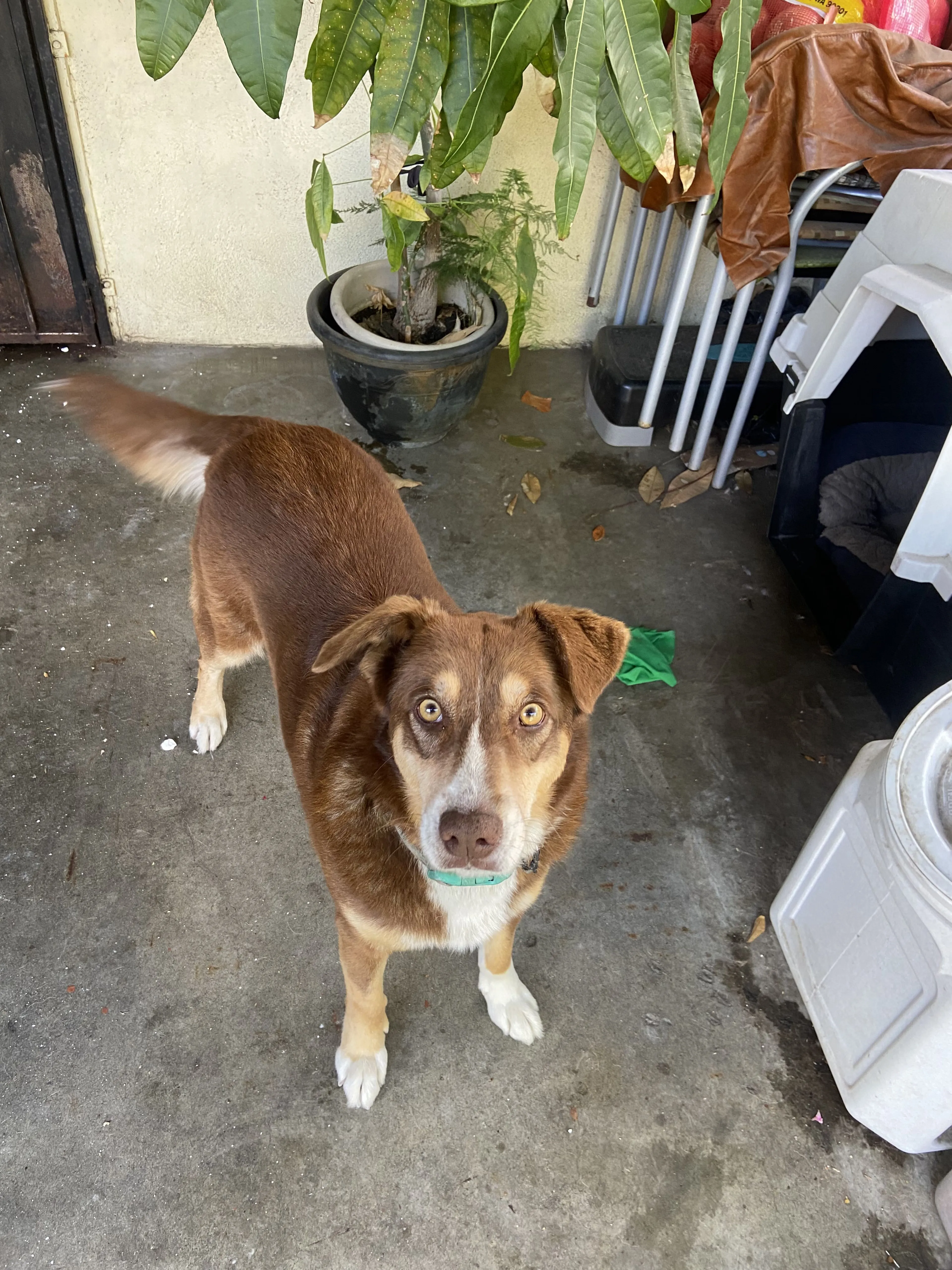 Lost pet-1