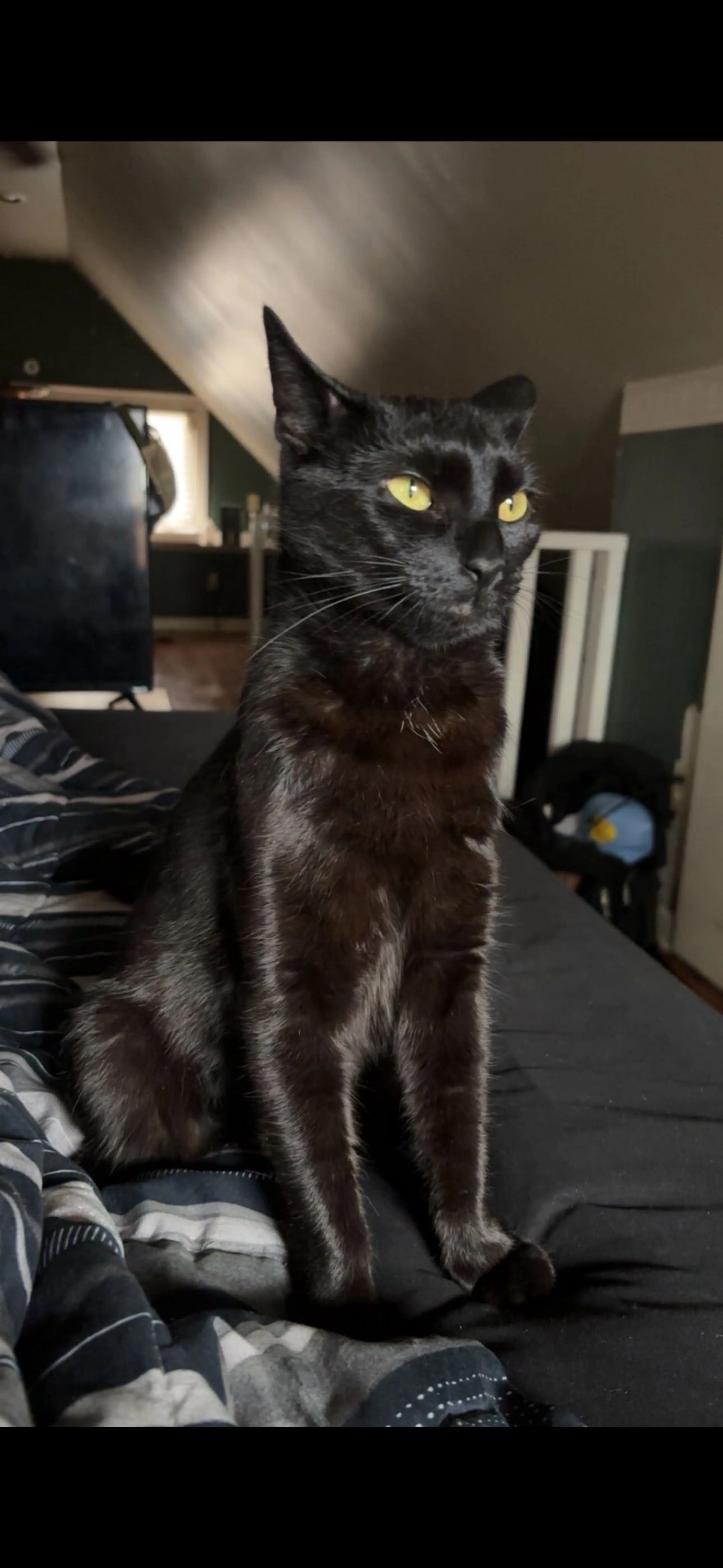 Lost pet-0