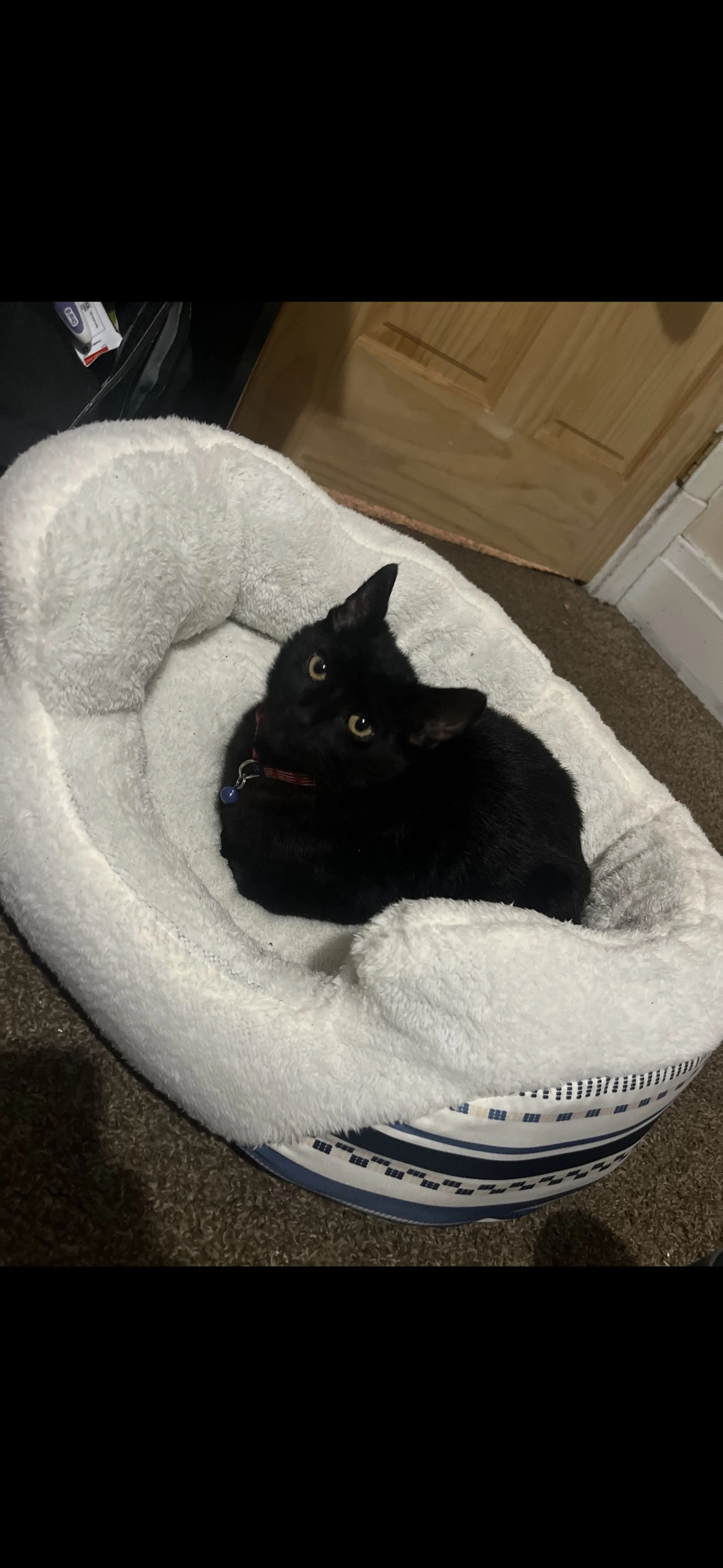 Lost pet-2