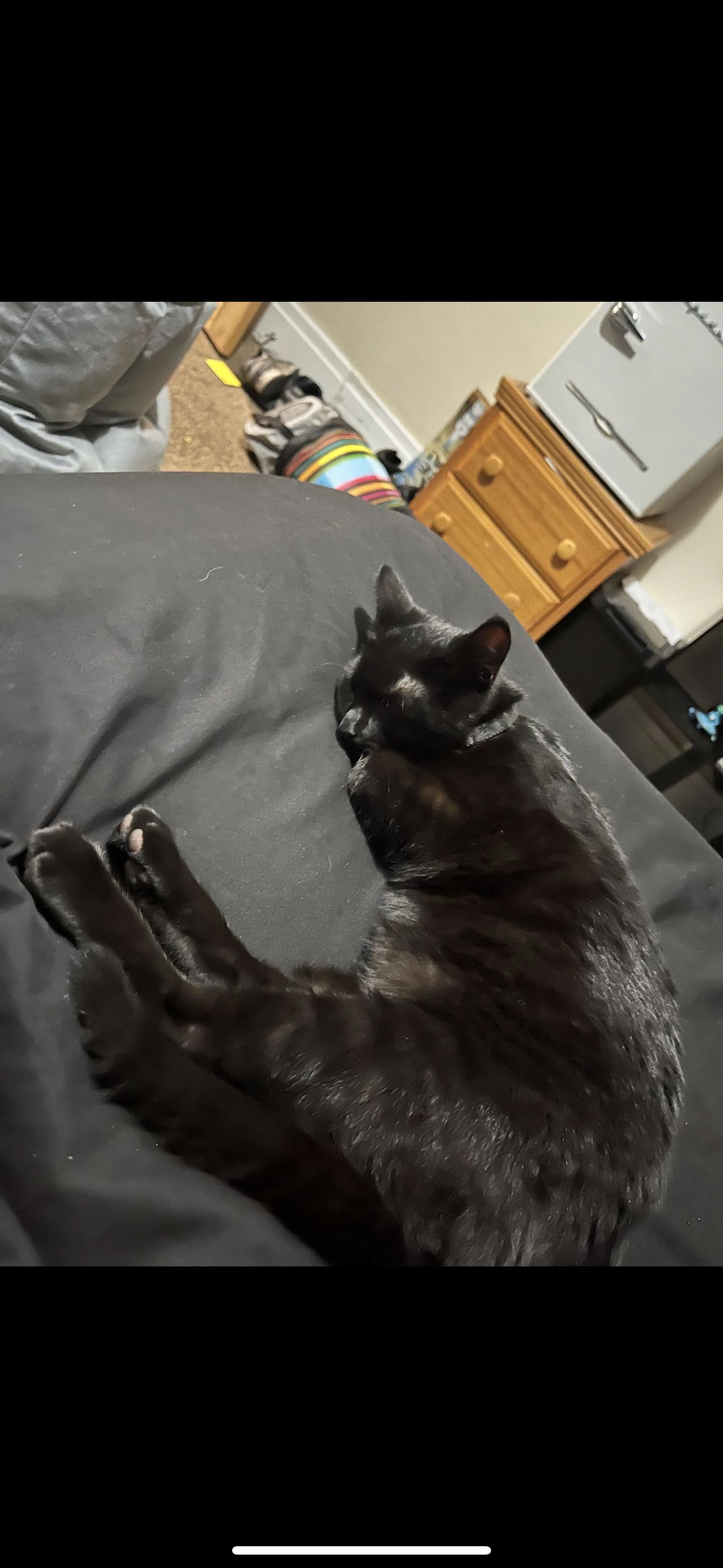Lost pet-1
