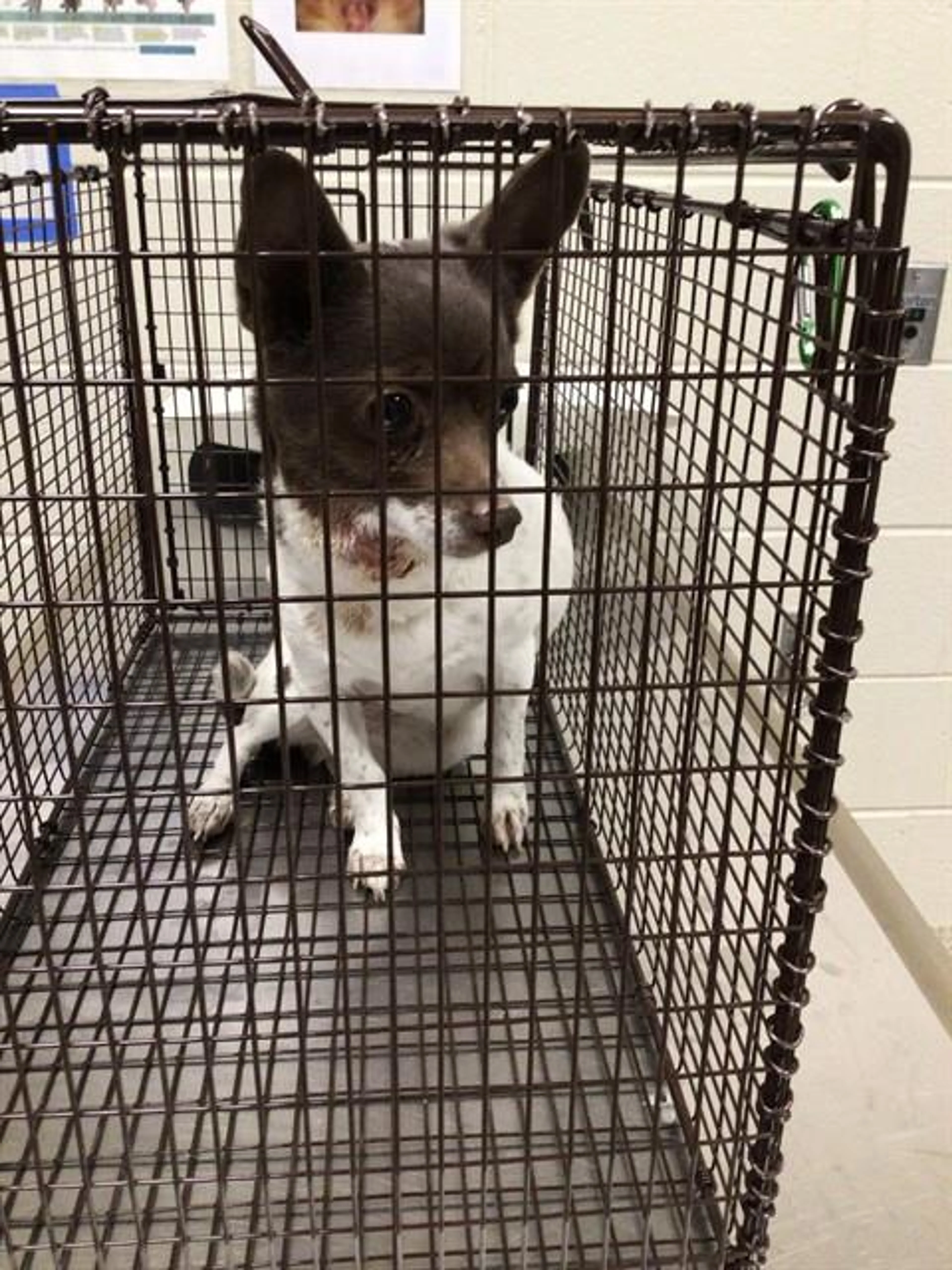 Found pet
