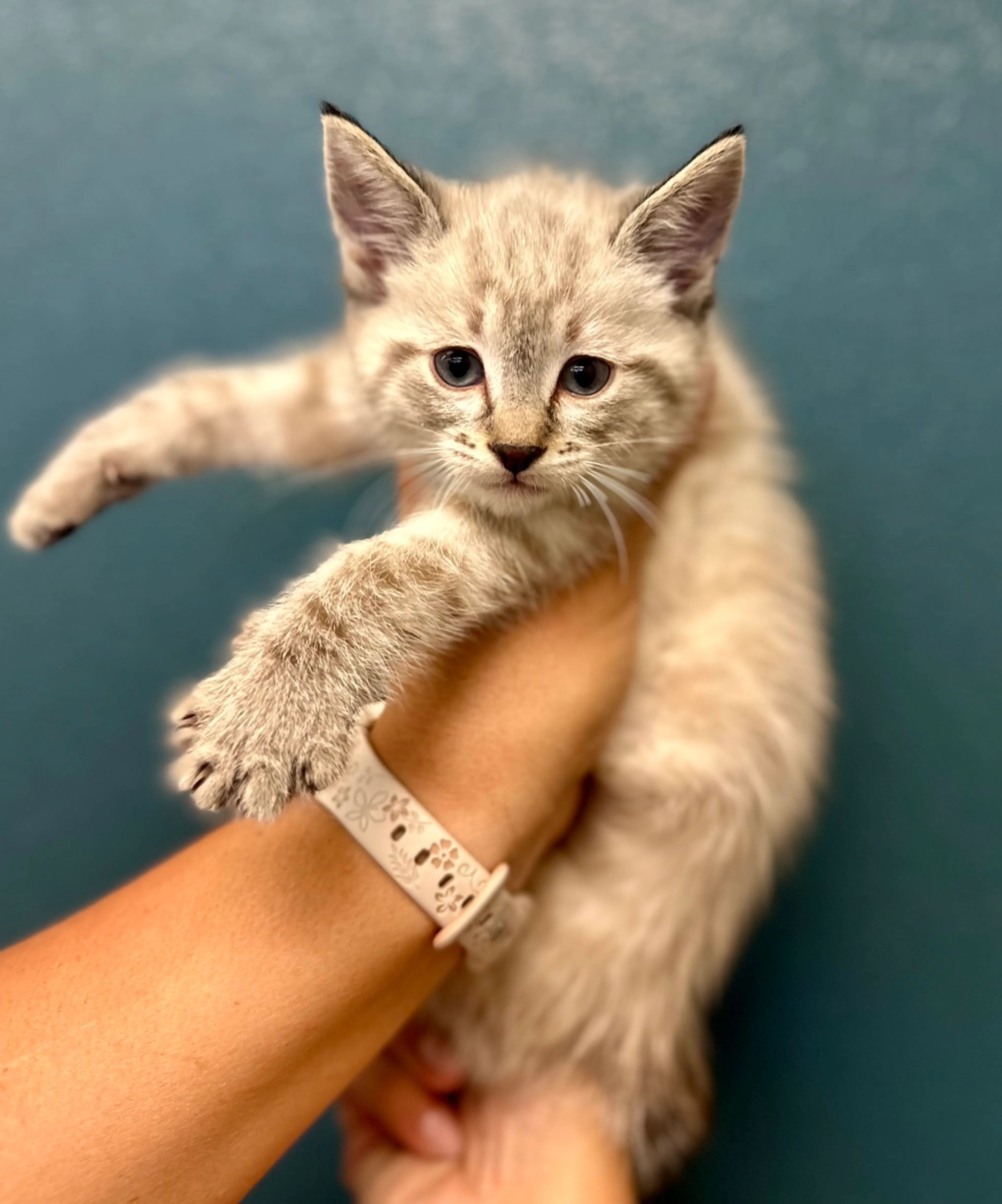 Found pet