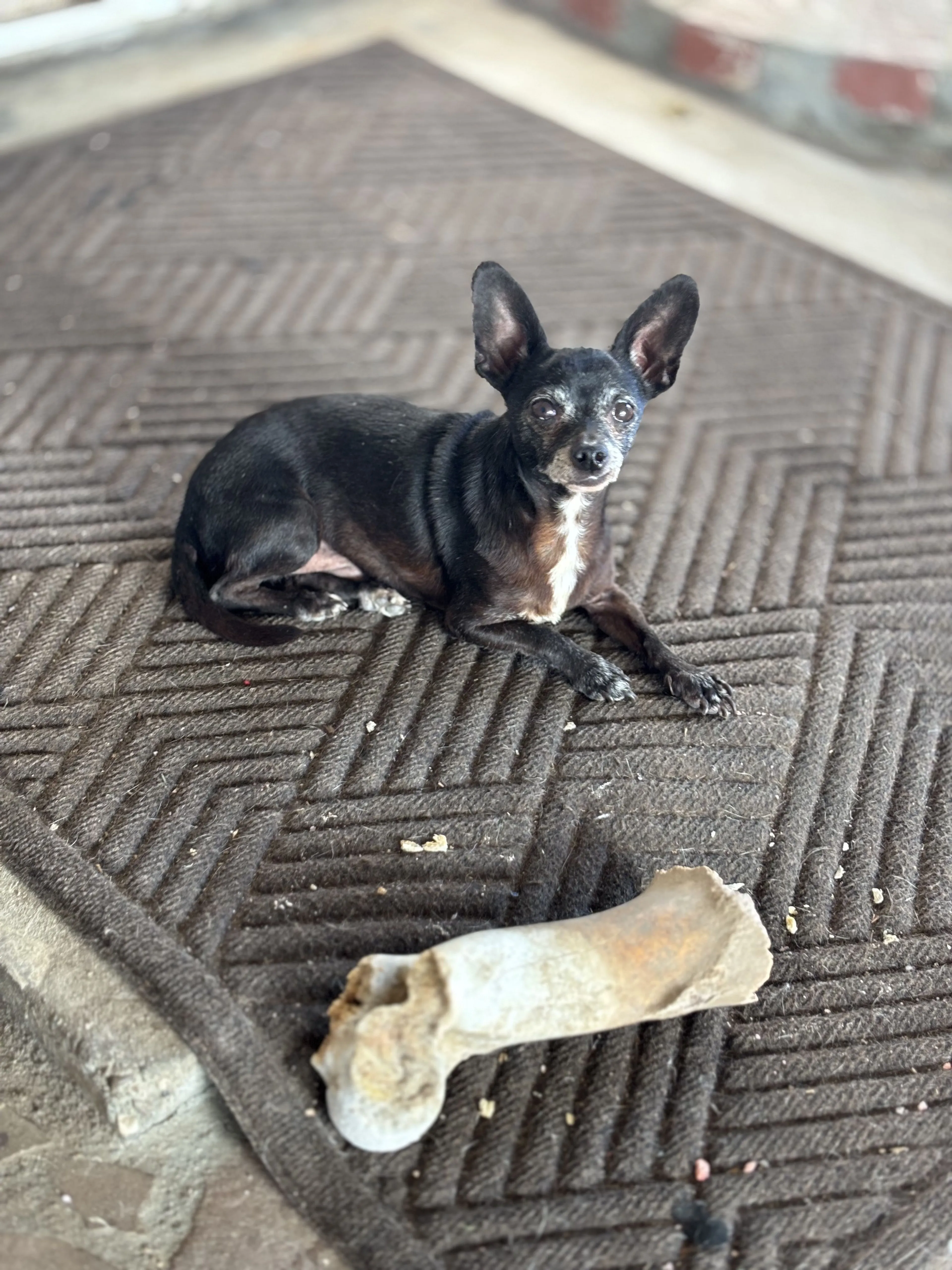 Lost pet-1