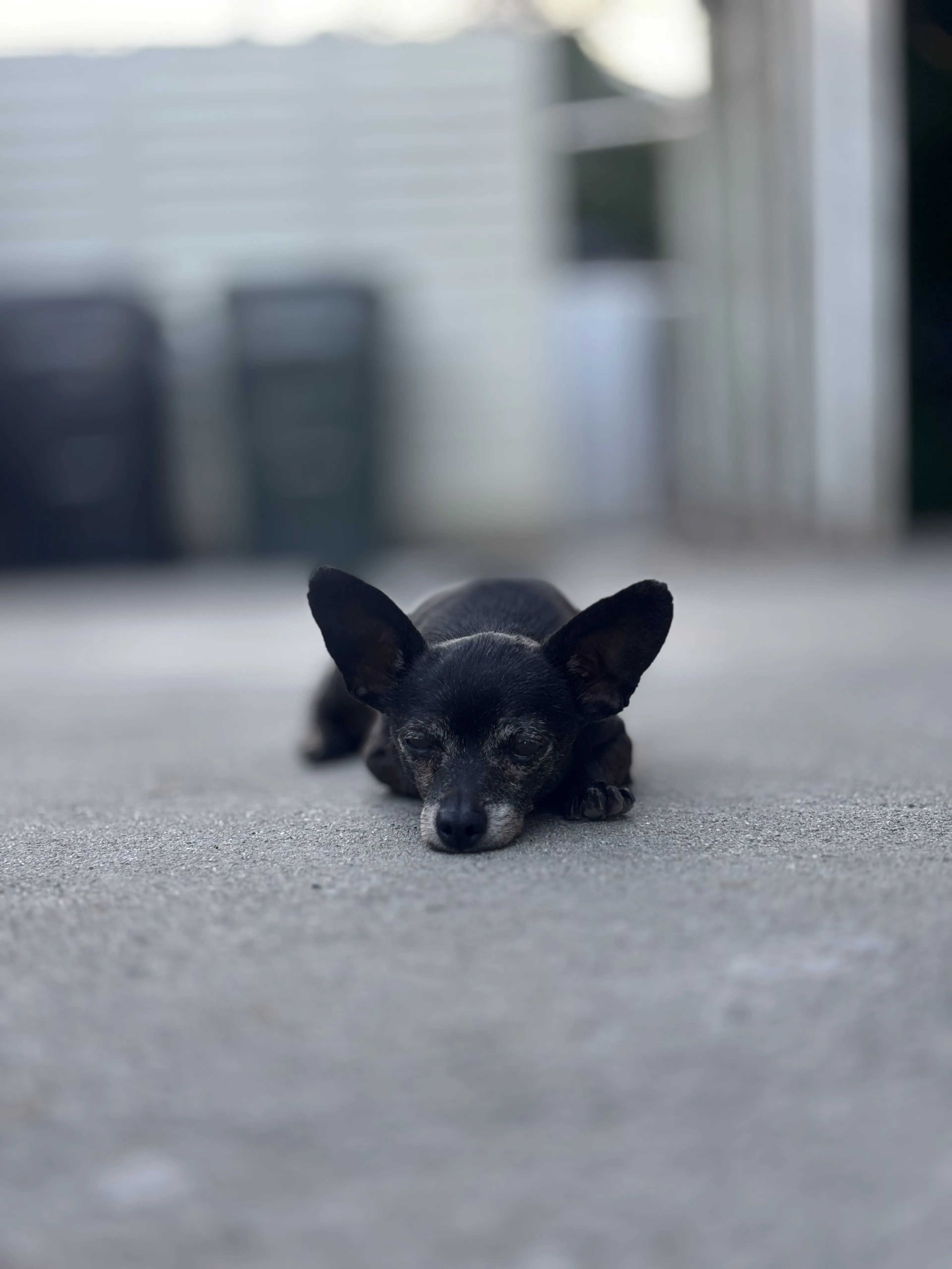 Lost pet-0