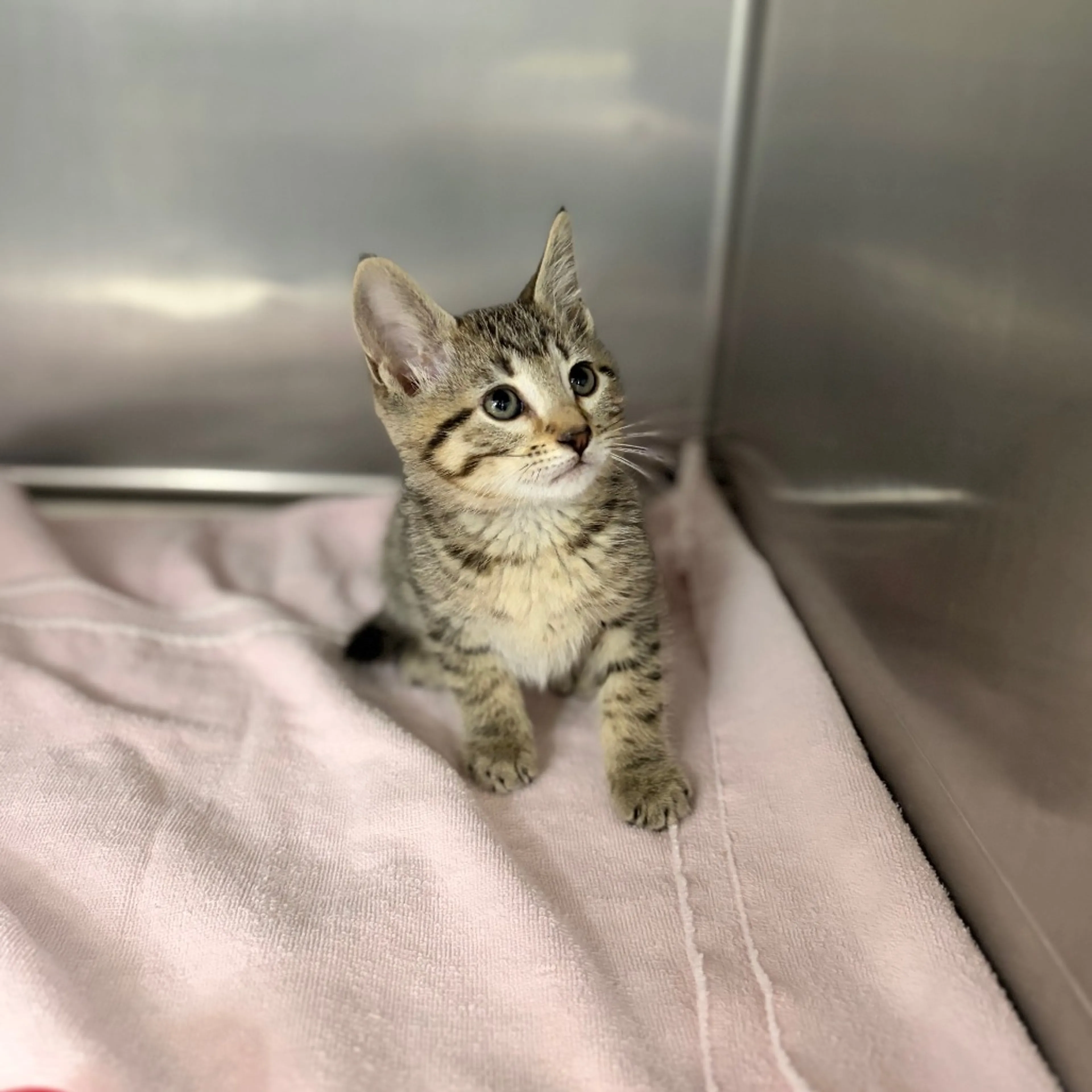 Found pet-1