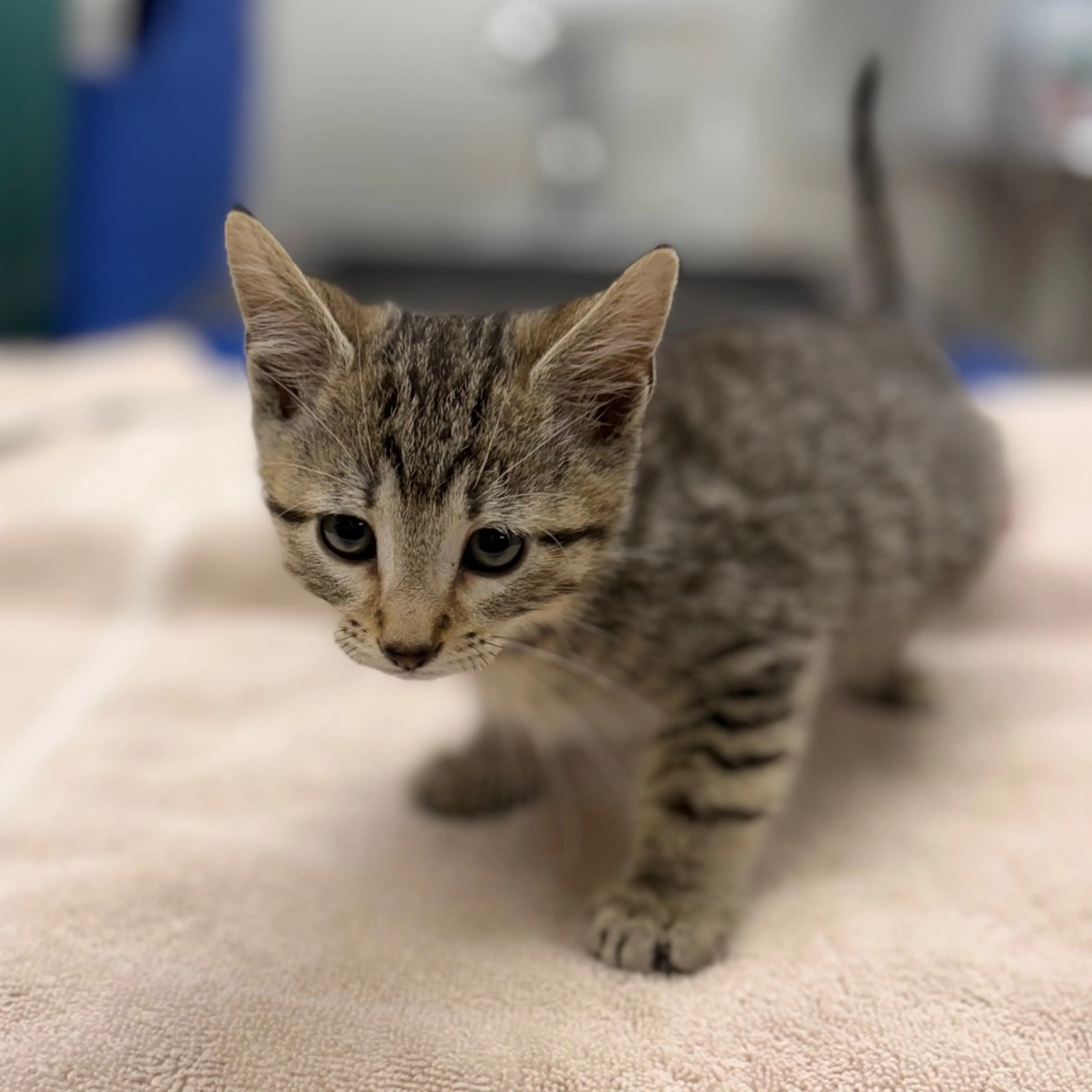 Found pet-2
