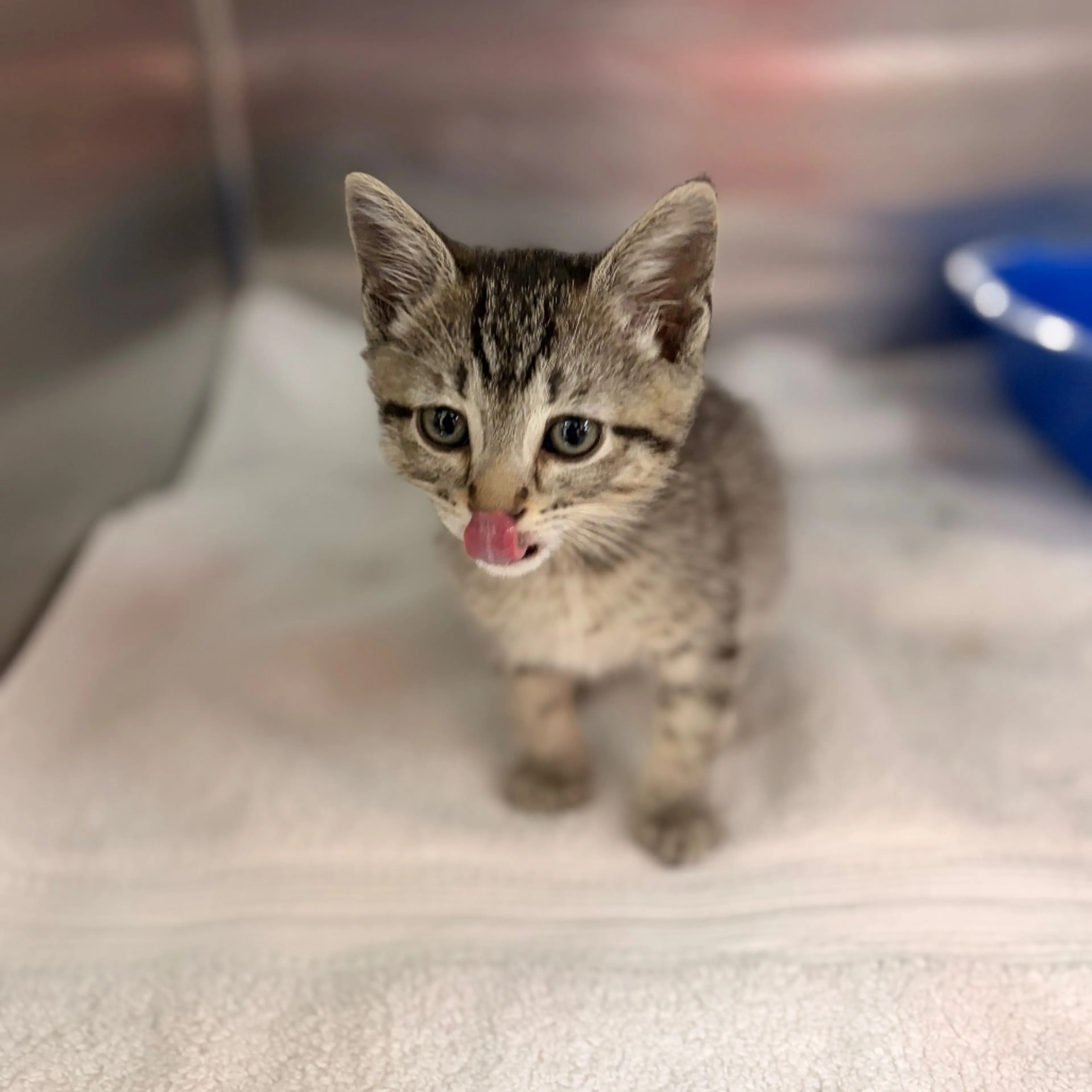 Found pet-4