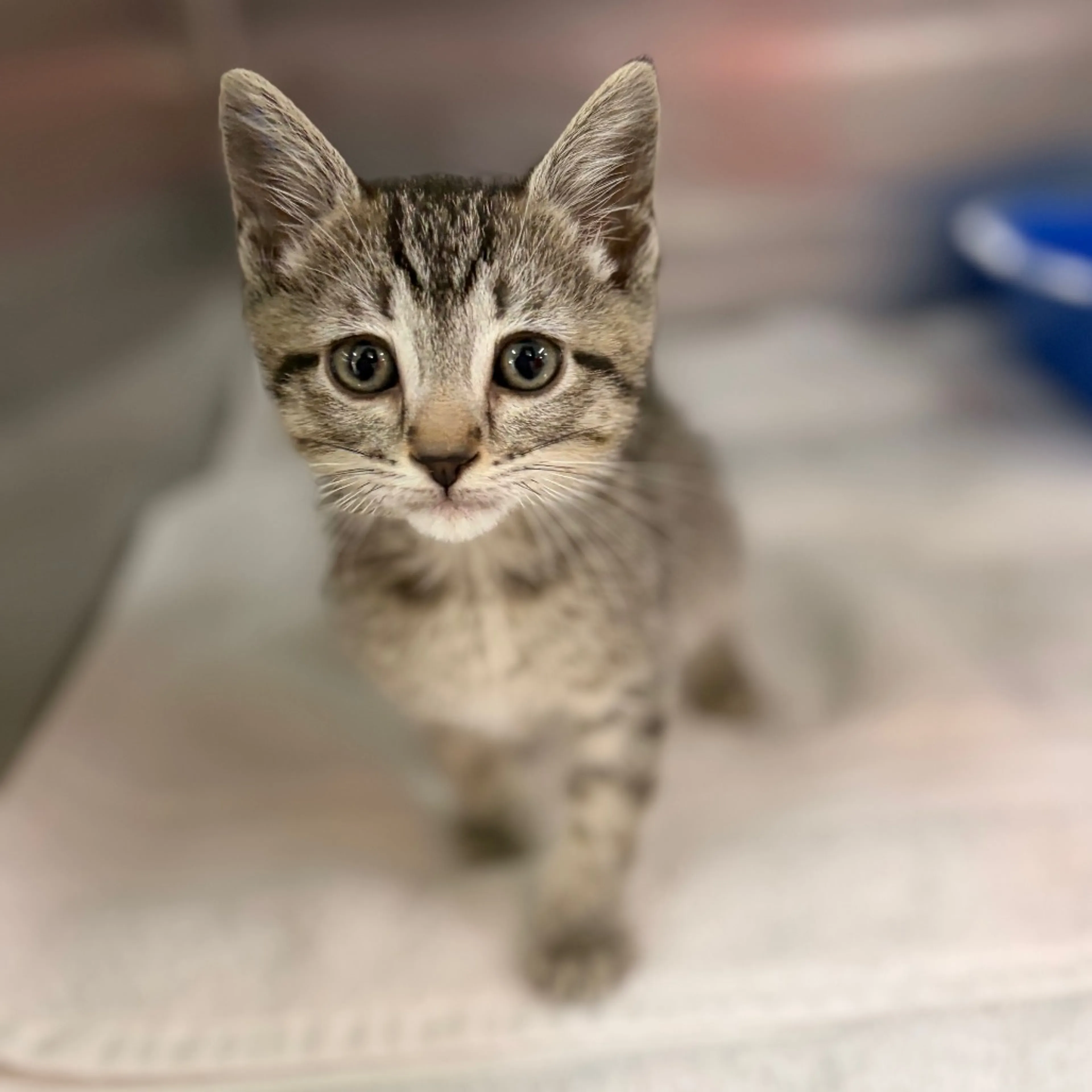Found pet-2