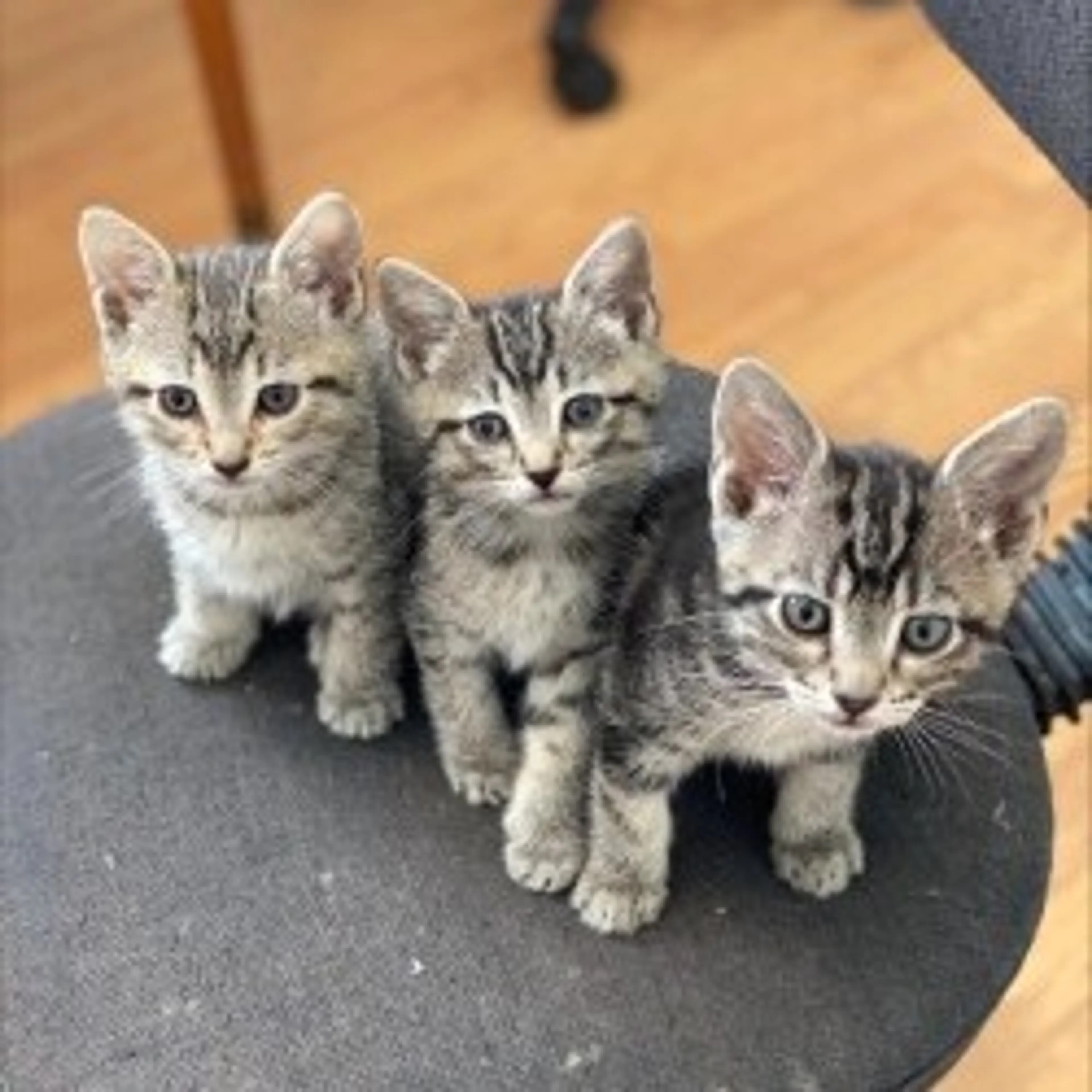 Found pet-1