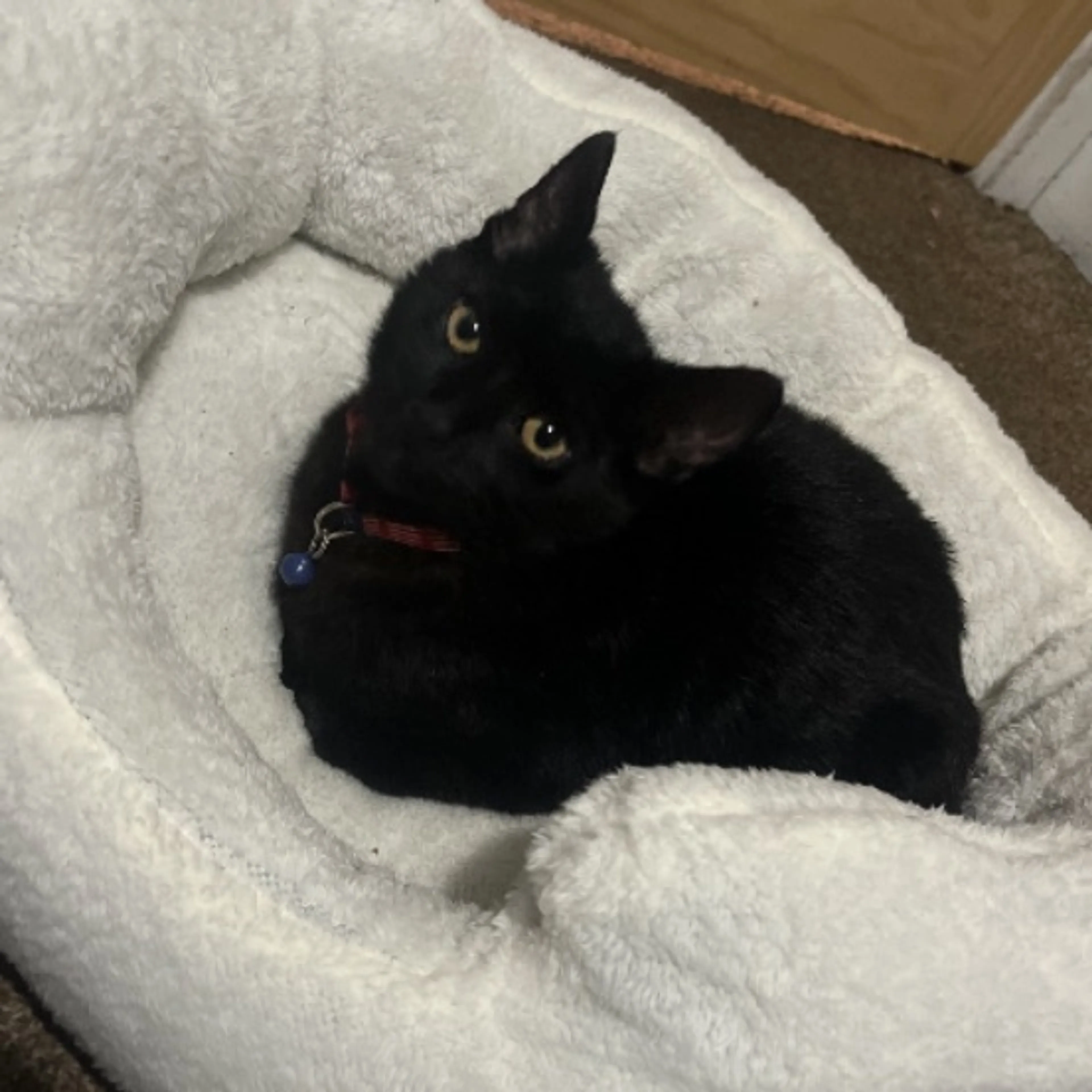 Lost pet-0