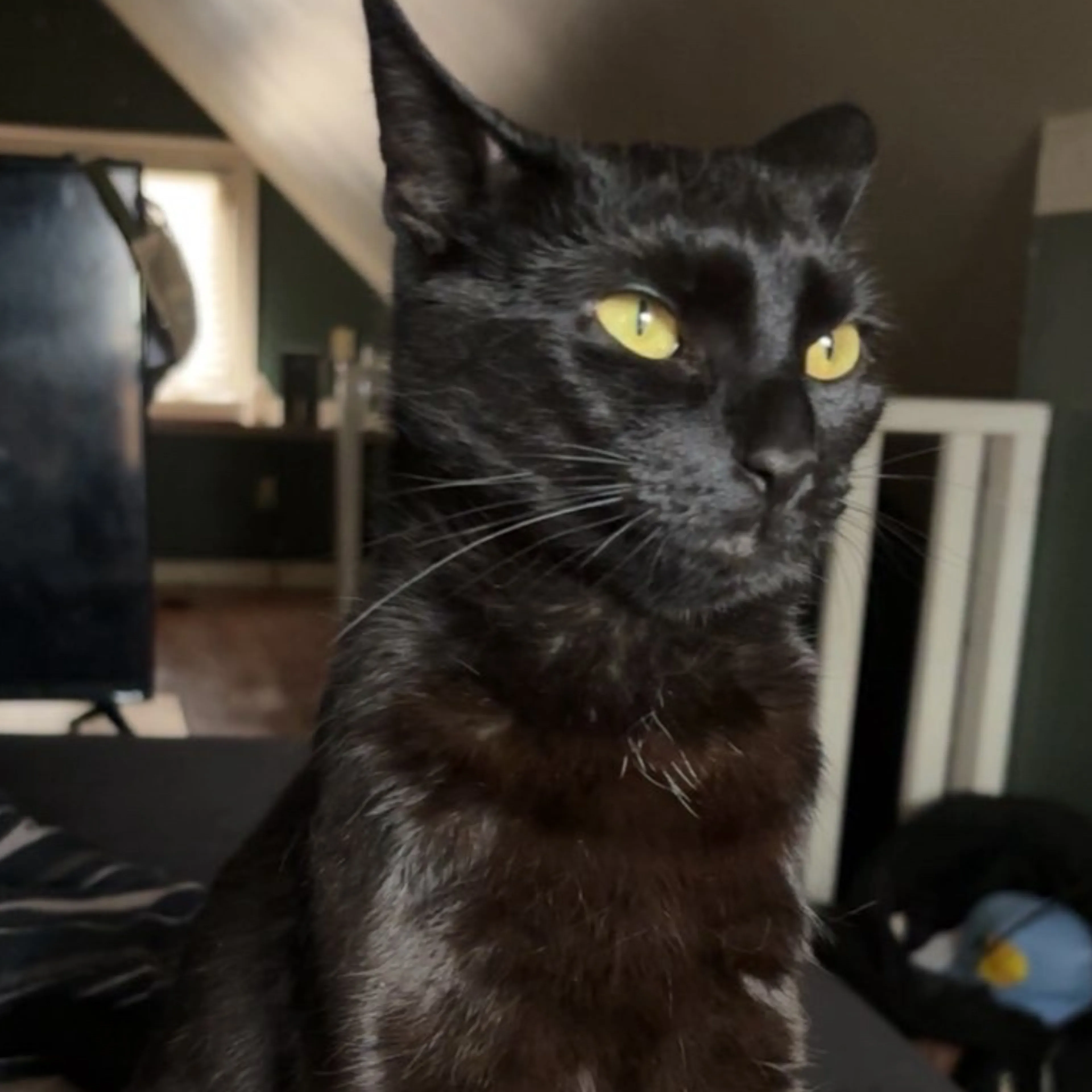 Lost pet-1