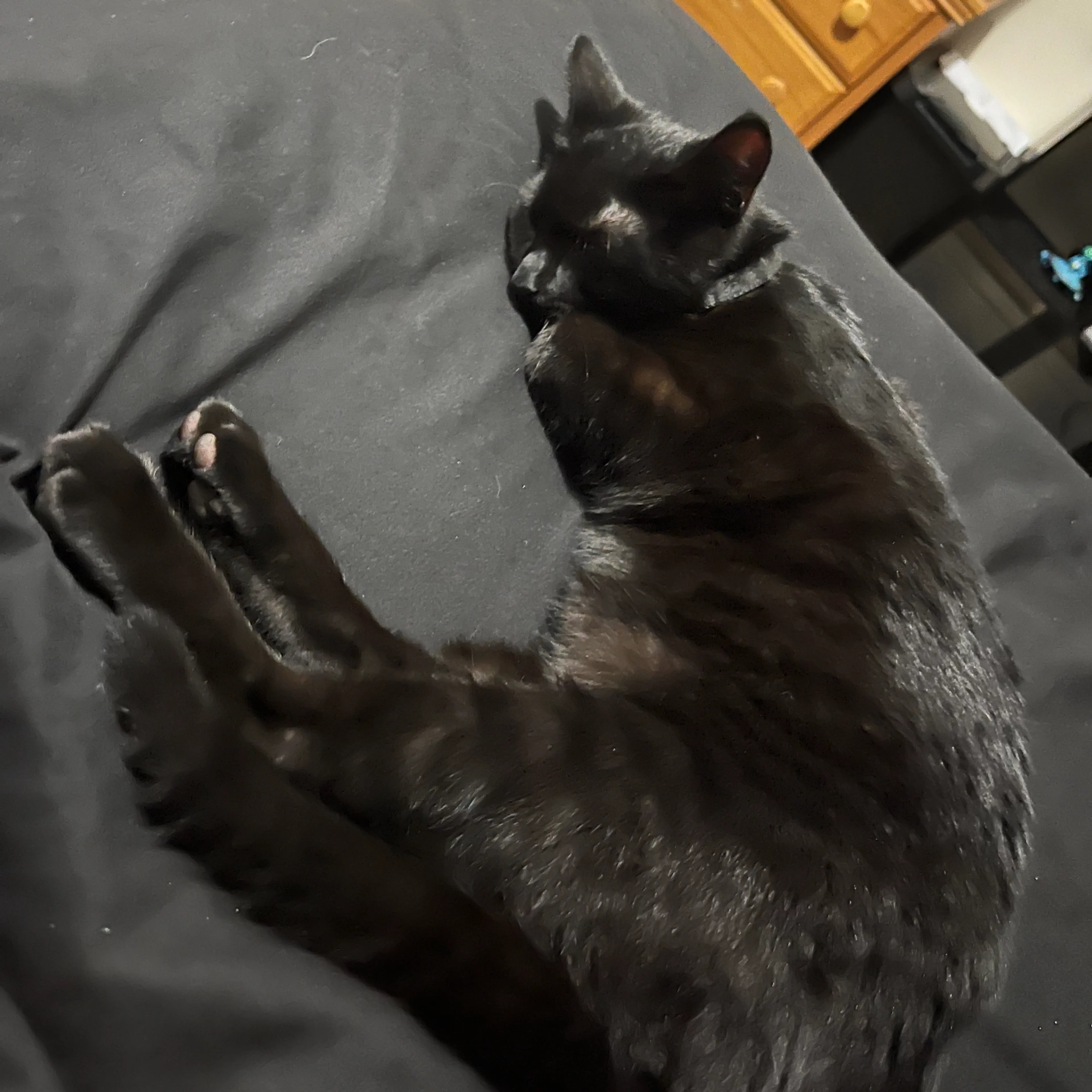 Lost pet-2