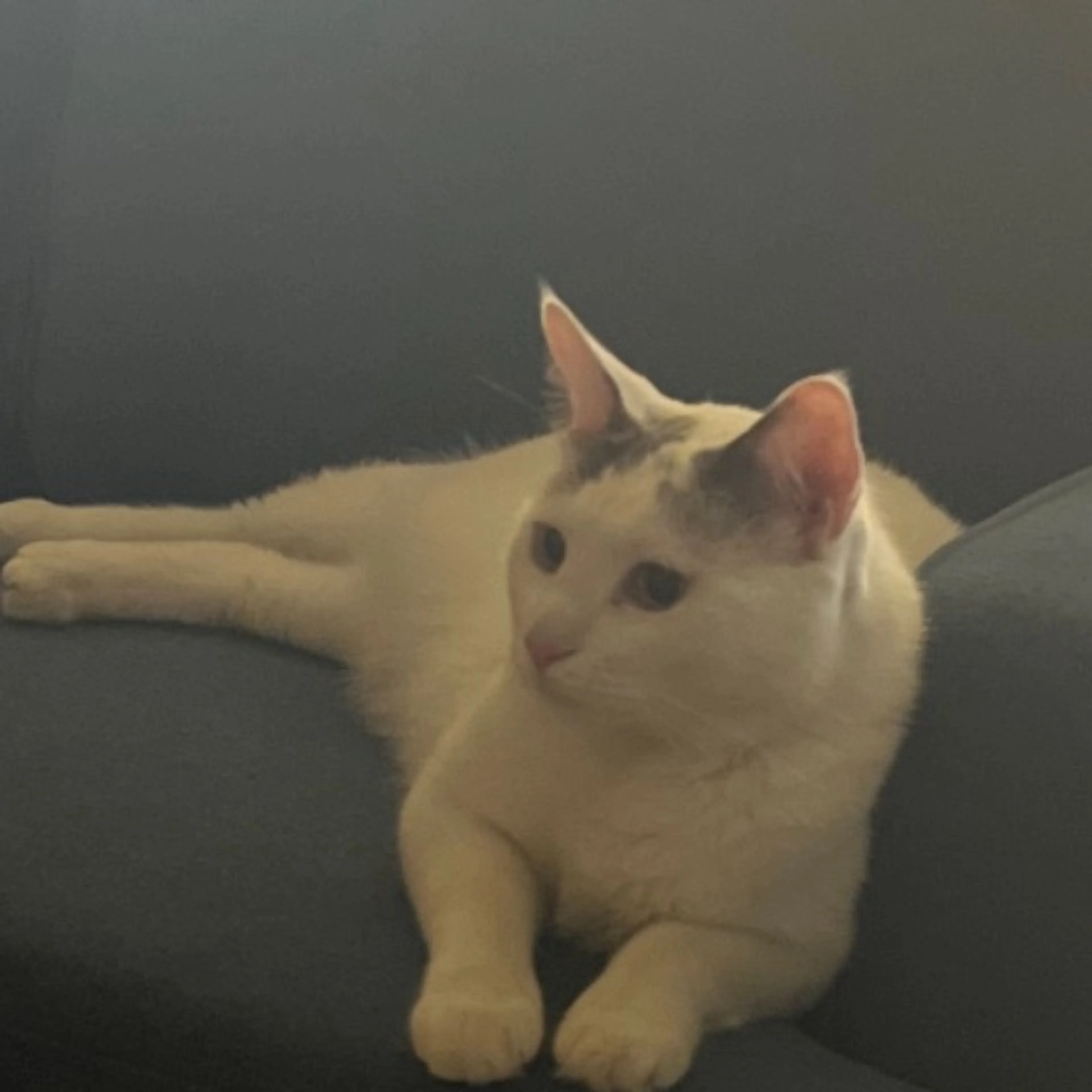 Lost pet
